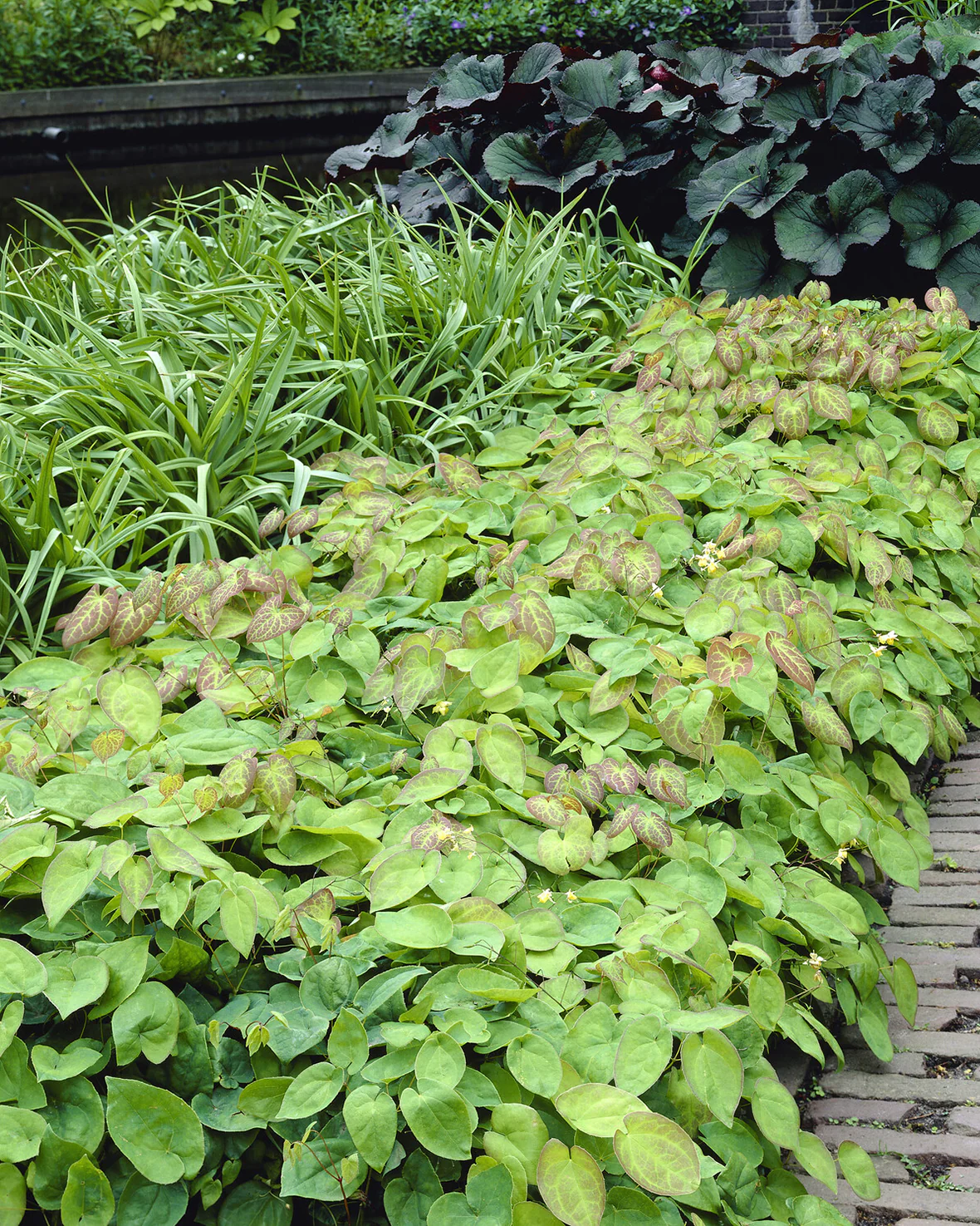 Epimedium 'Sulphureum' - Image 9