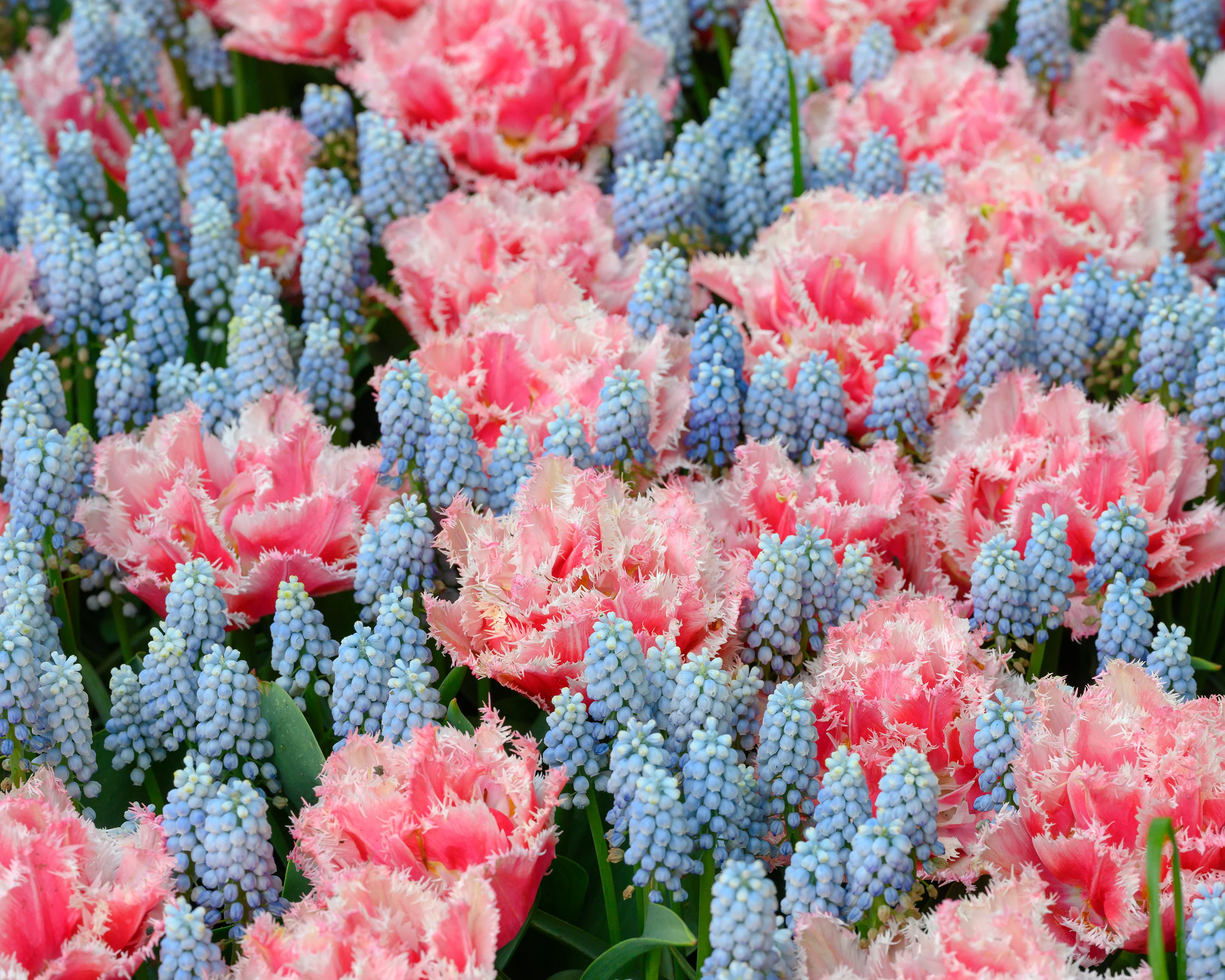 Muscari 'Esther' - Image 4