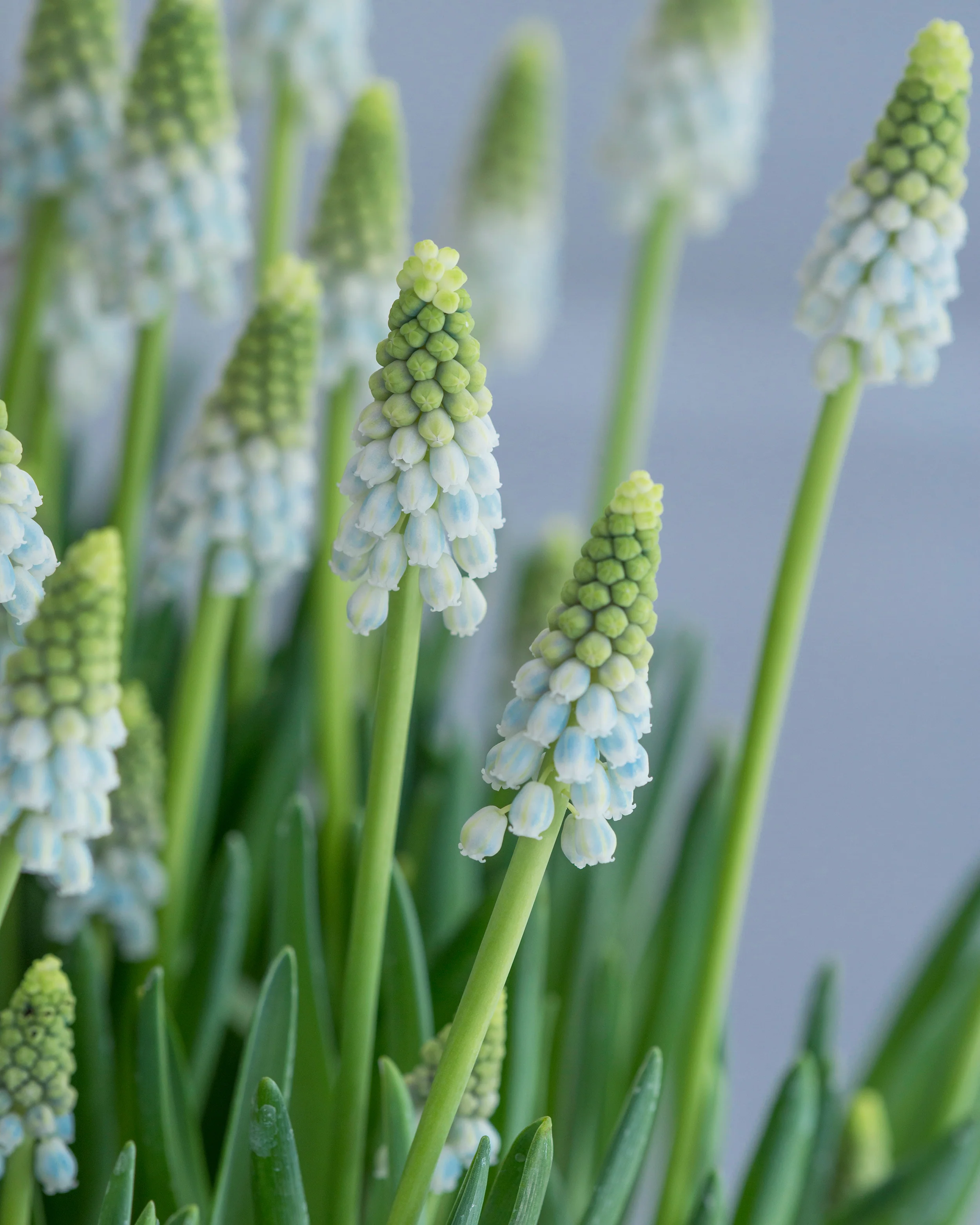Muscari 'Esther' - Image 5