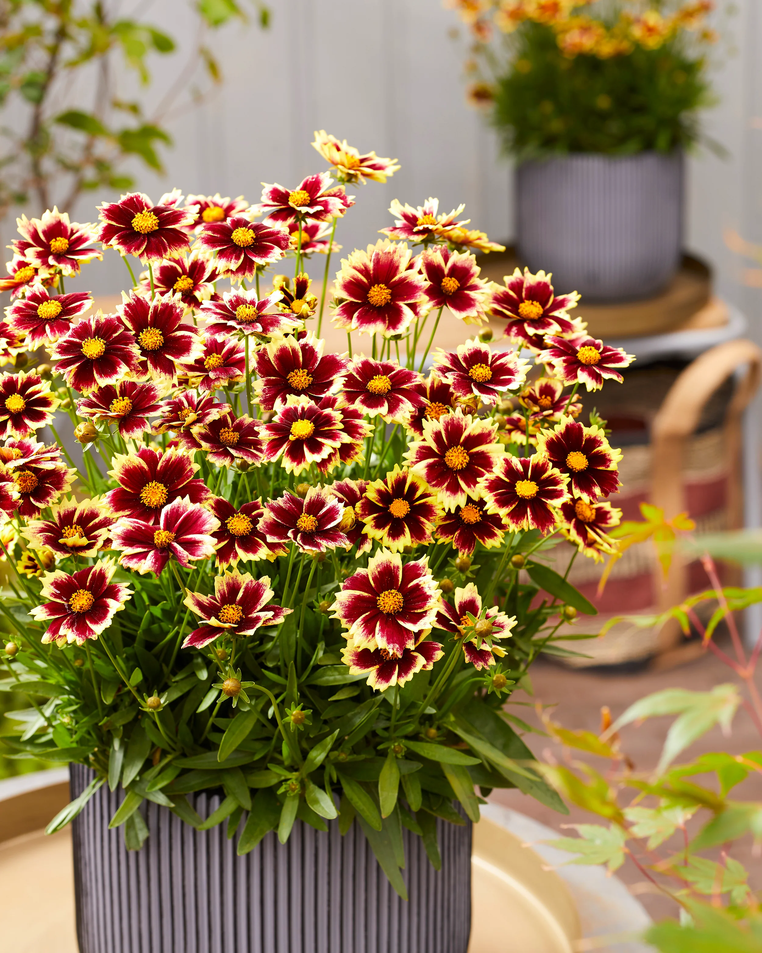 Coreopsis 'Solar Fancy' - Image 10