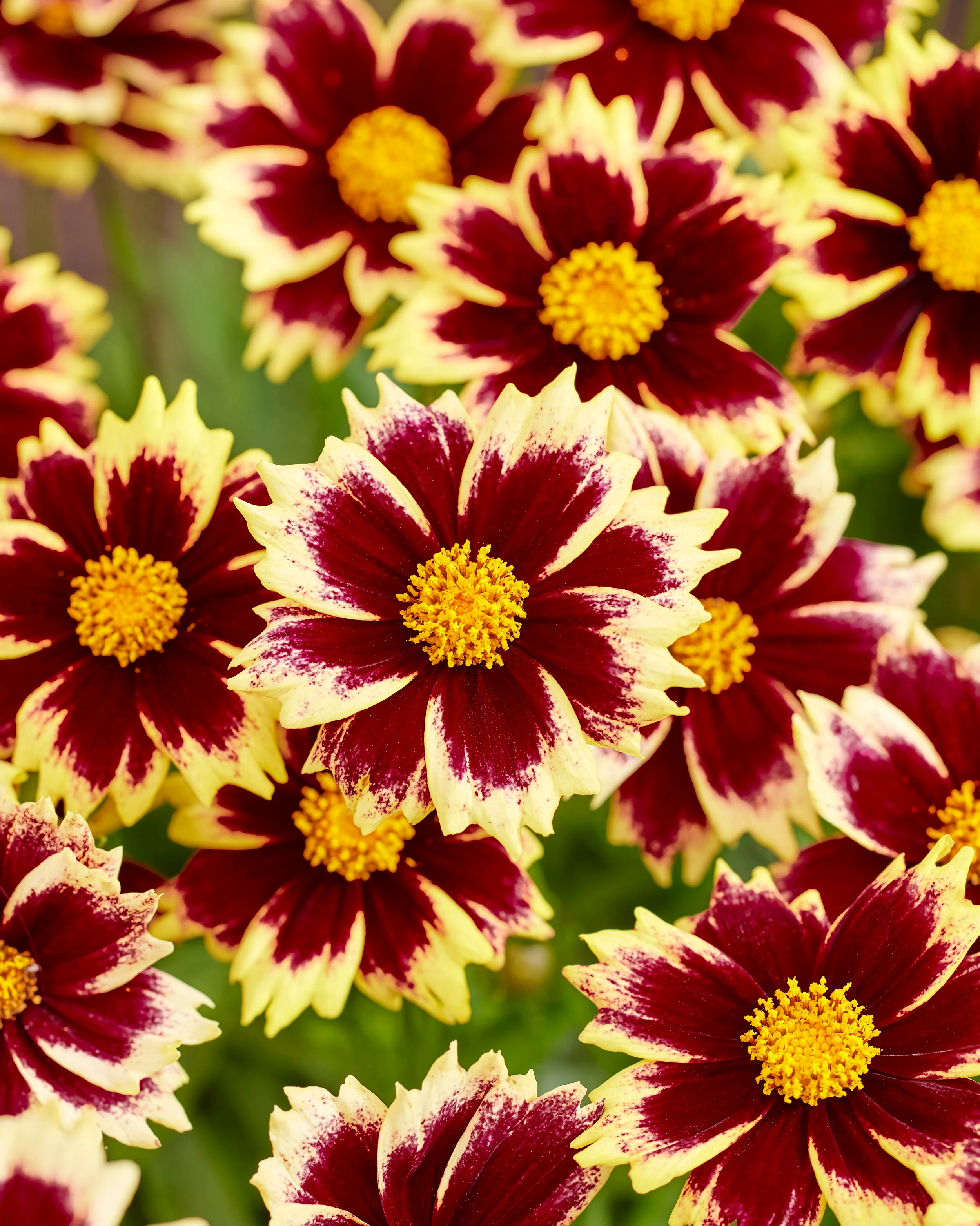 Coreopsis 'Solar Fancy' - Image 3