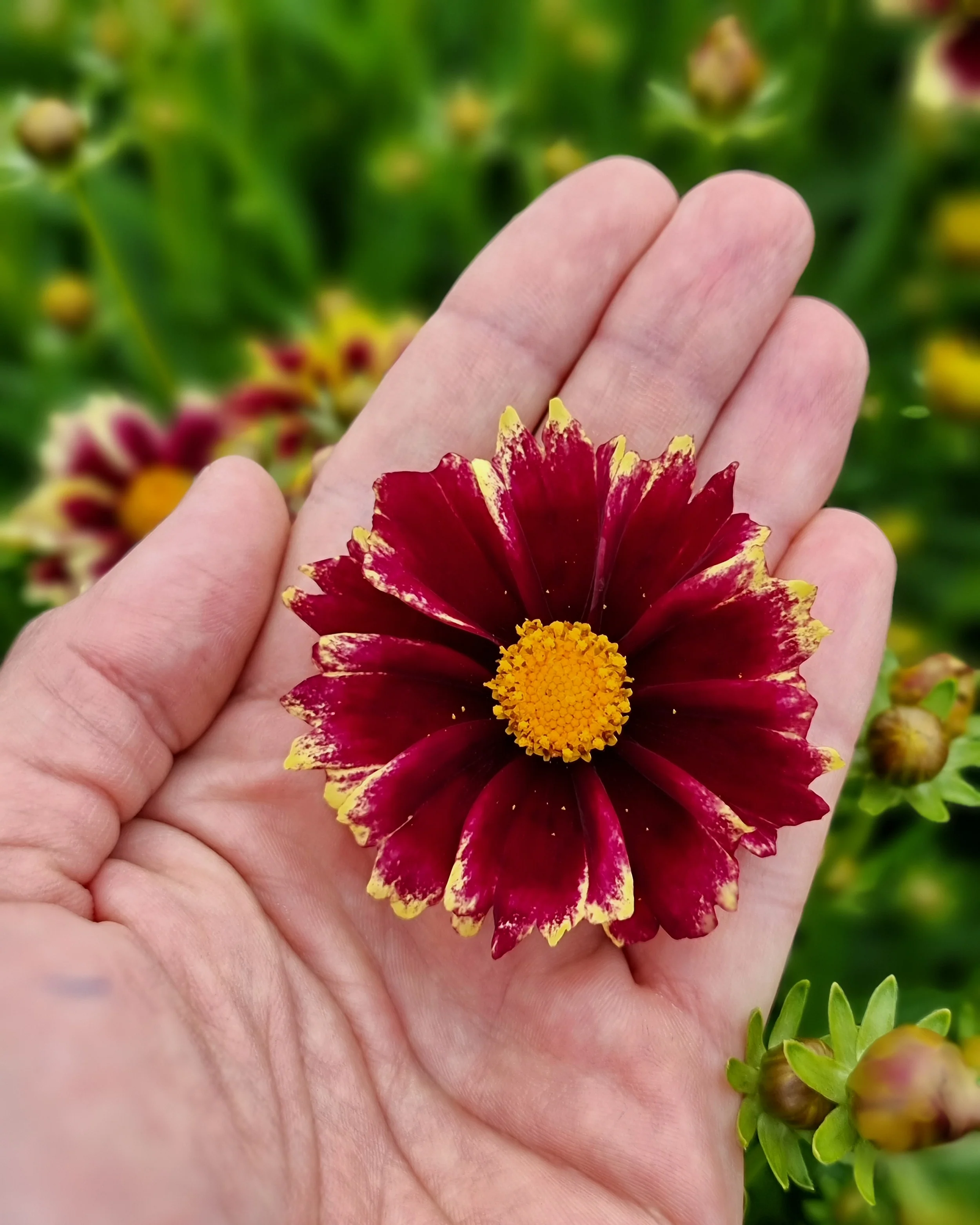 Coreopsis 'Solar Fancy' - Image 4