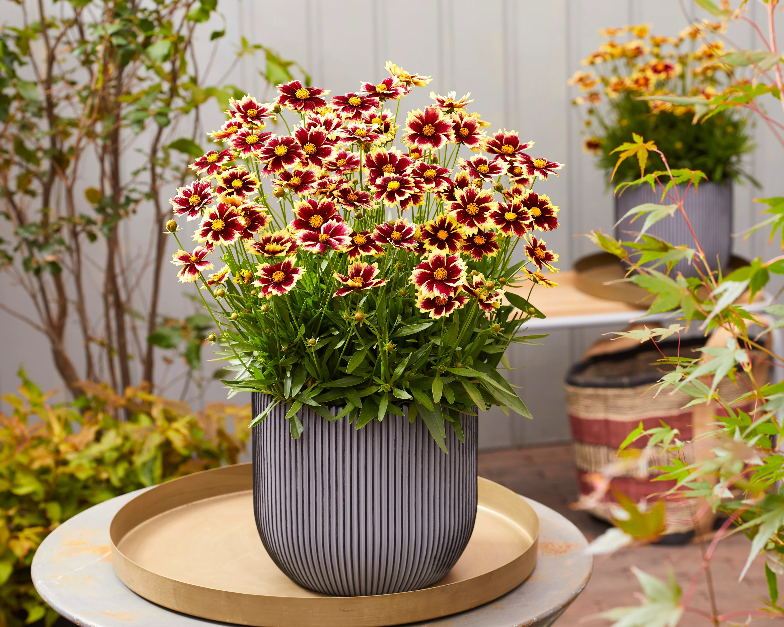 Coreopsis 'Solar Fancy' - Image 6