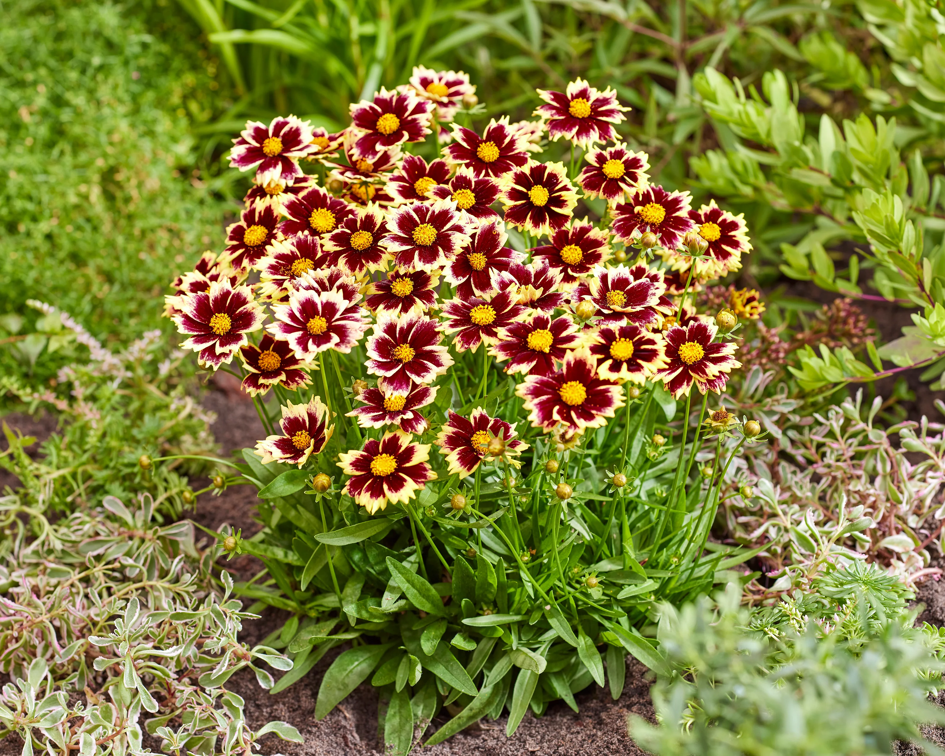 Coreopsis 'Solar Fancy' - Image 8