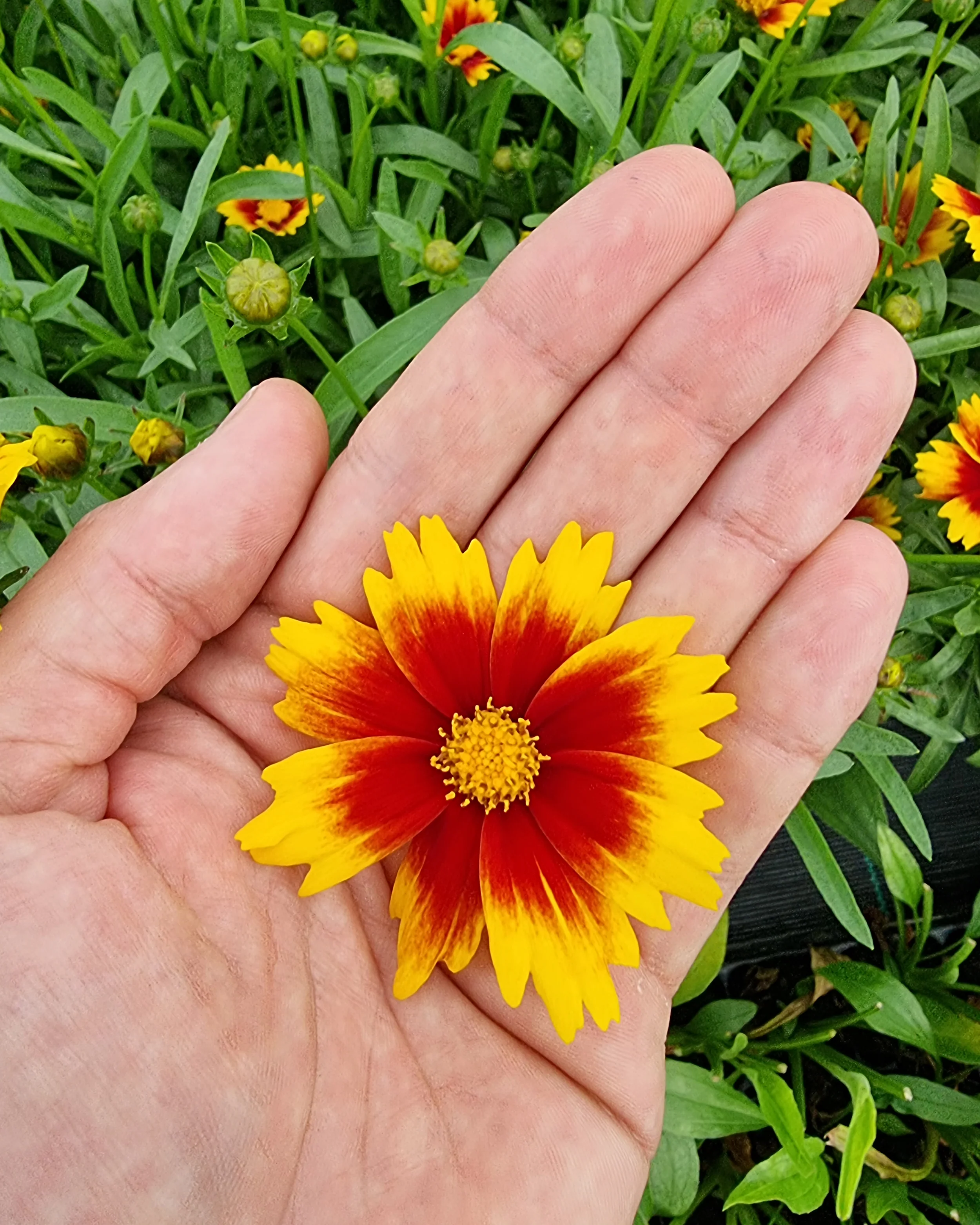 Coreopsis 'Solar Jewel' - Image 6