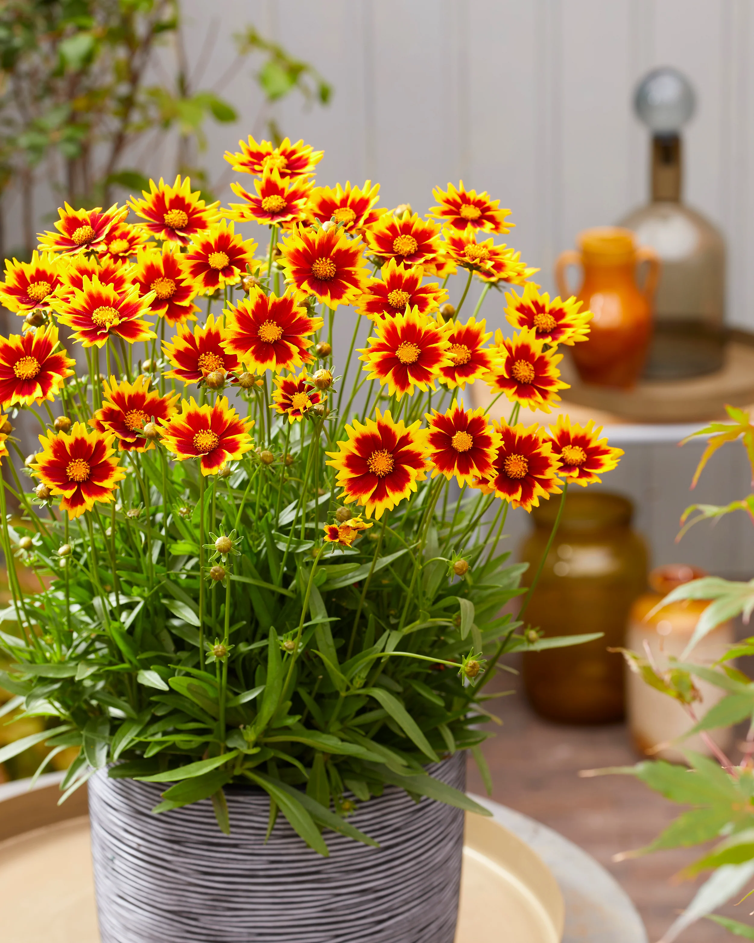 Coreopsis 'Solar Jewel' - Image 7