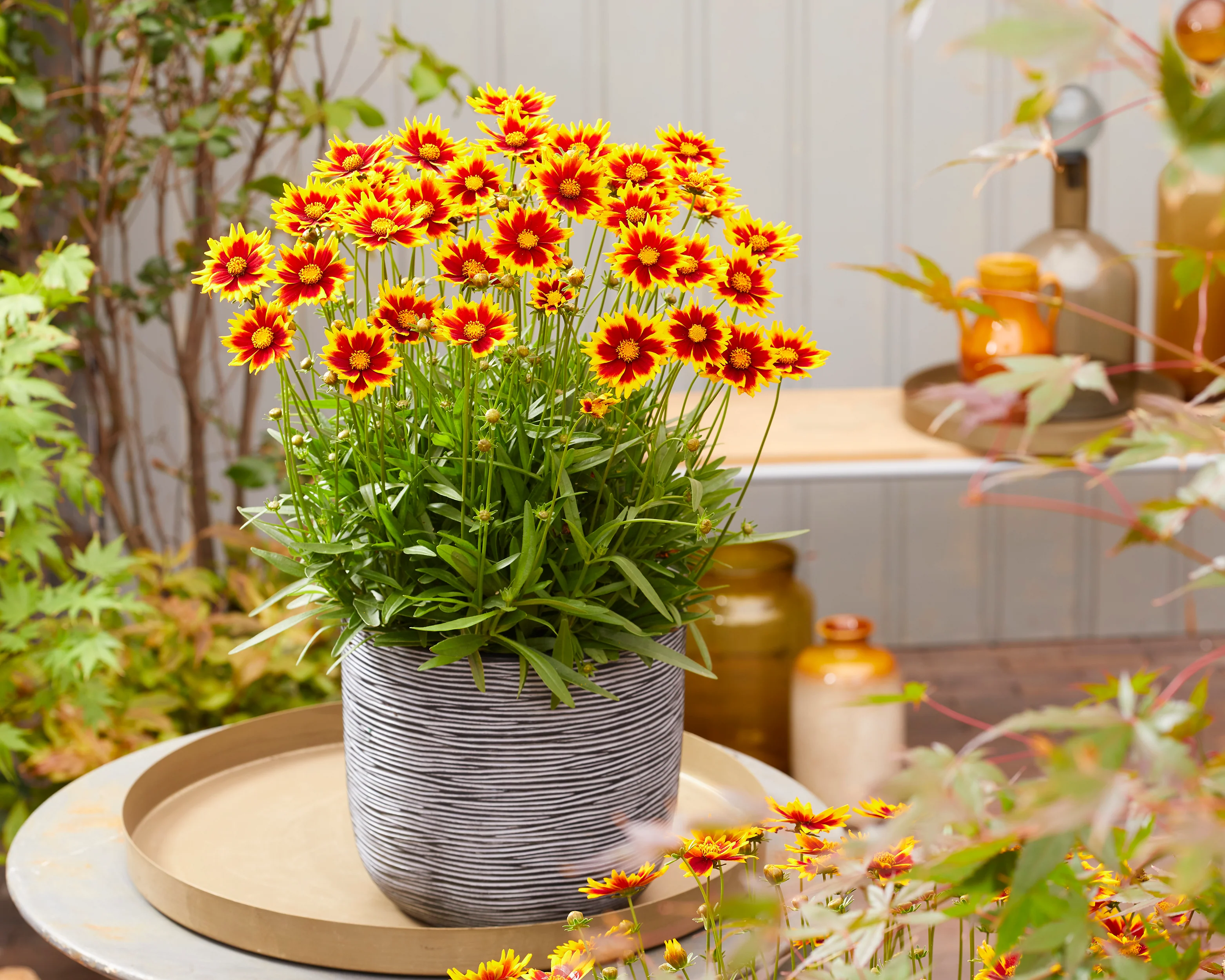 Coreopsis 'Solar Jewel' - Image 8