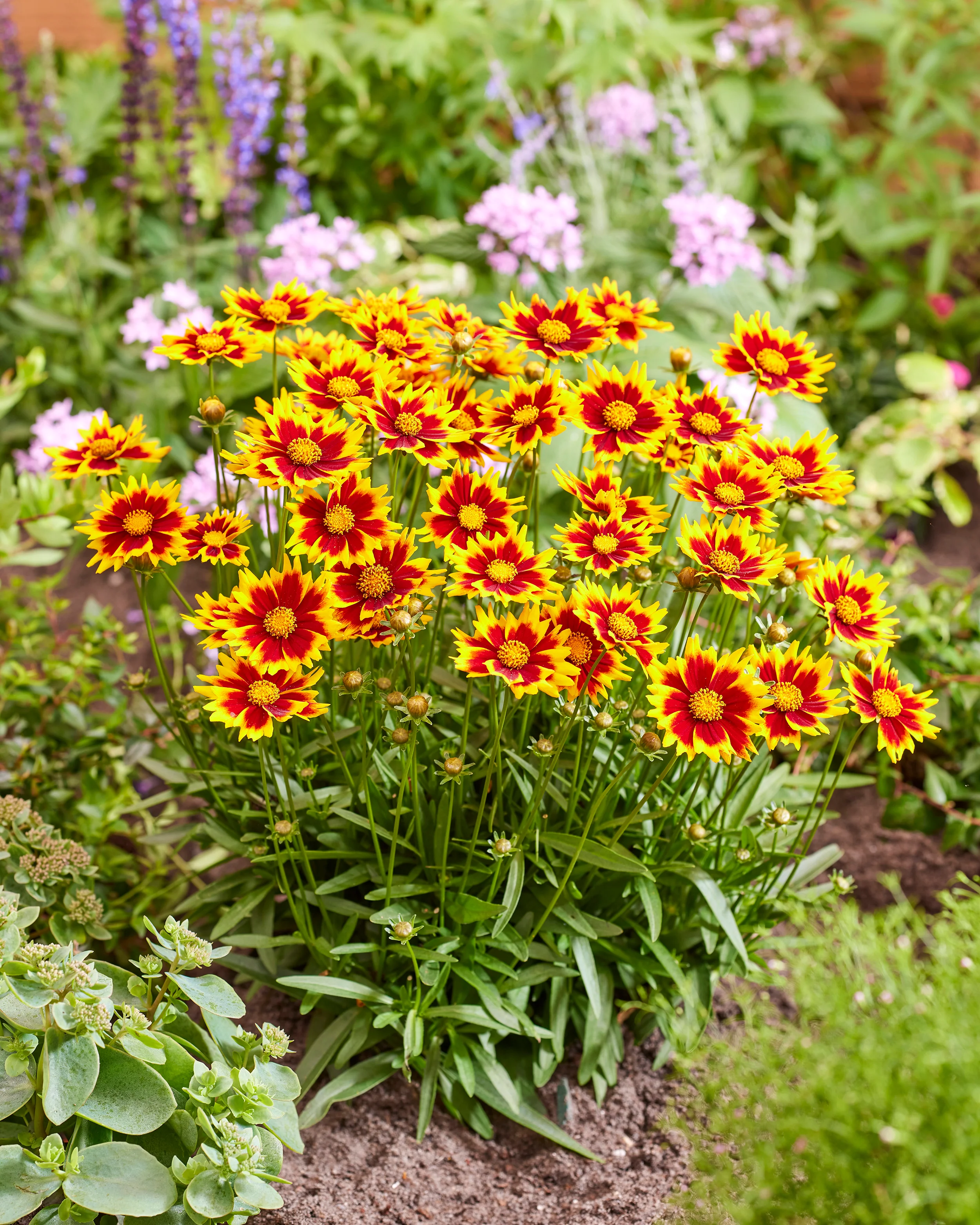Coreopsis 'Solar Jewel' - Image 9
