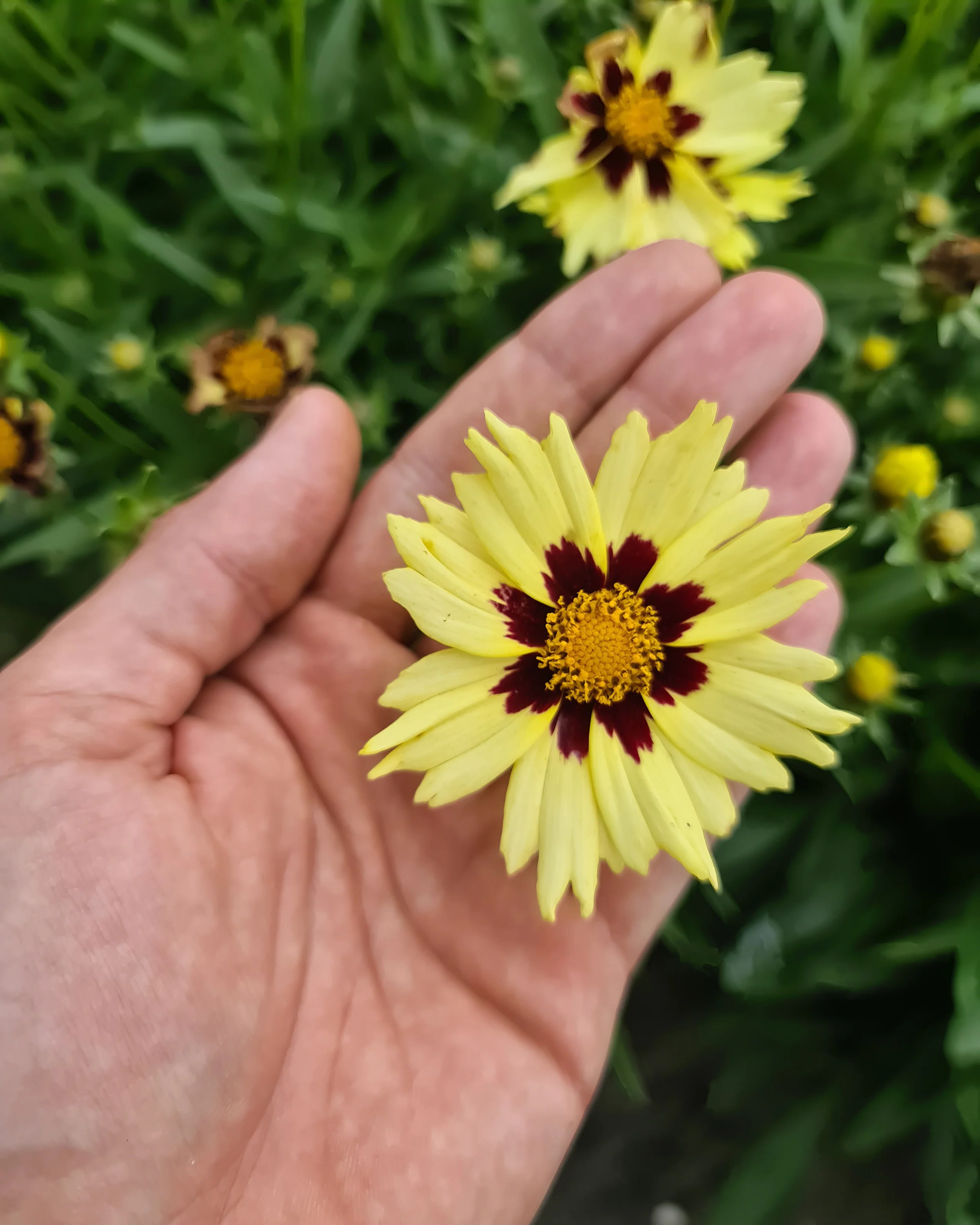 Coreopsis 'Solar Moon' - Image 3