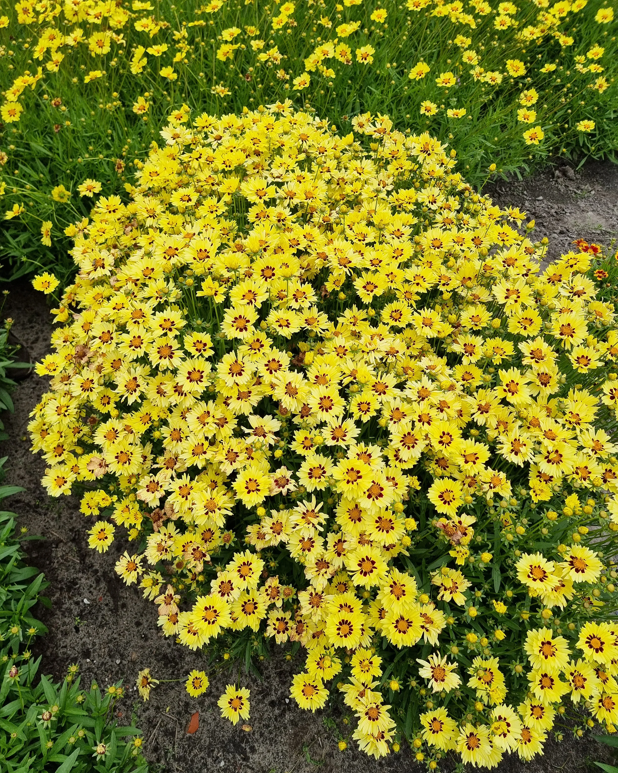 Coreopsis 'Solar Moon' - Image 4