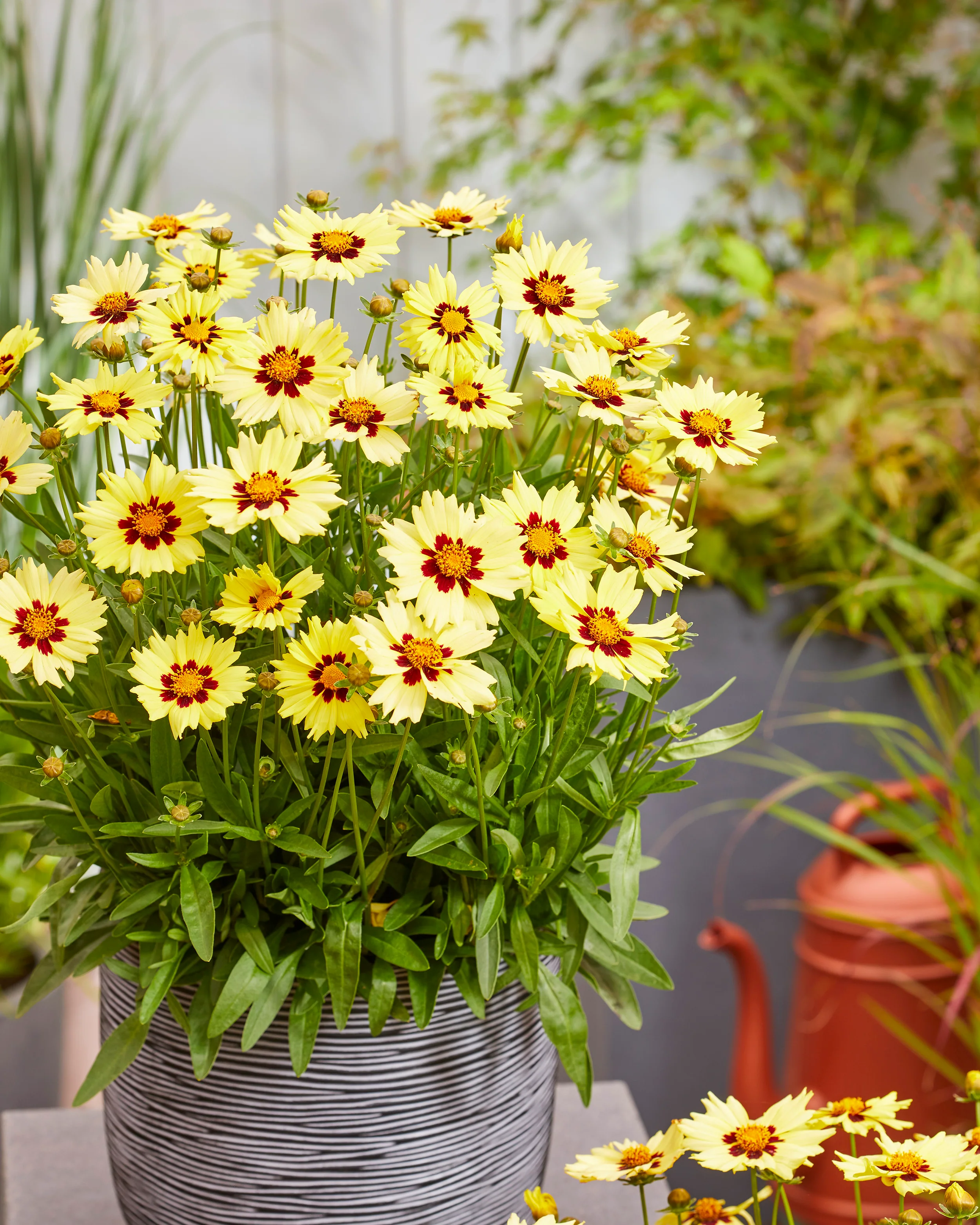 Coreopsis 'Solar Moon' - Image 5