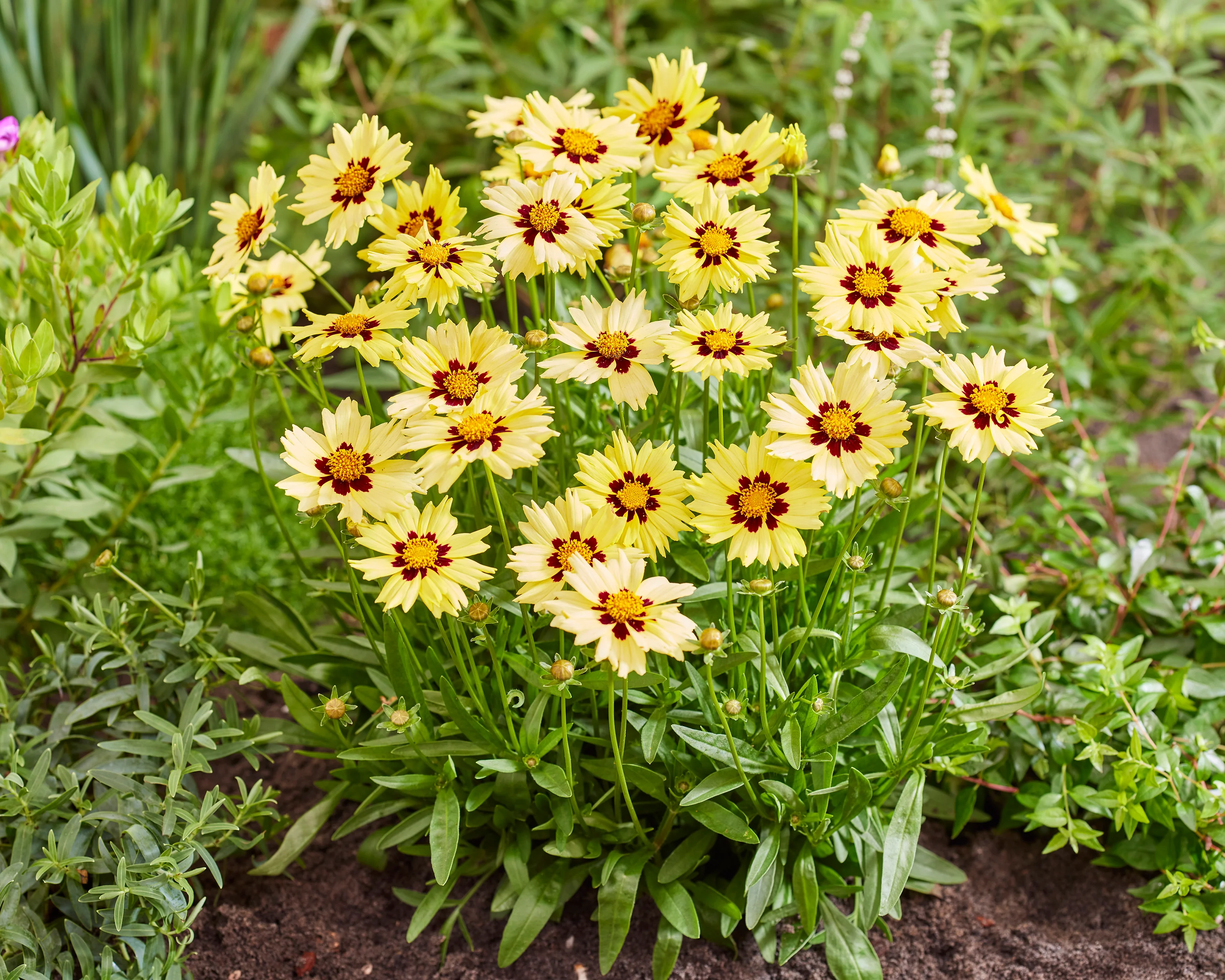 Coreopsis 'Solar Moon' - Image 6