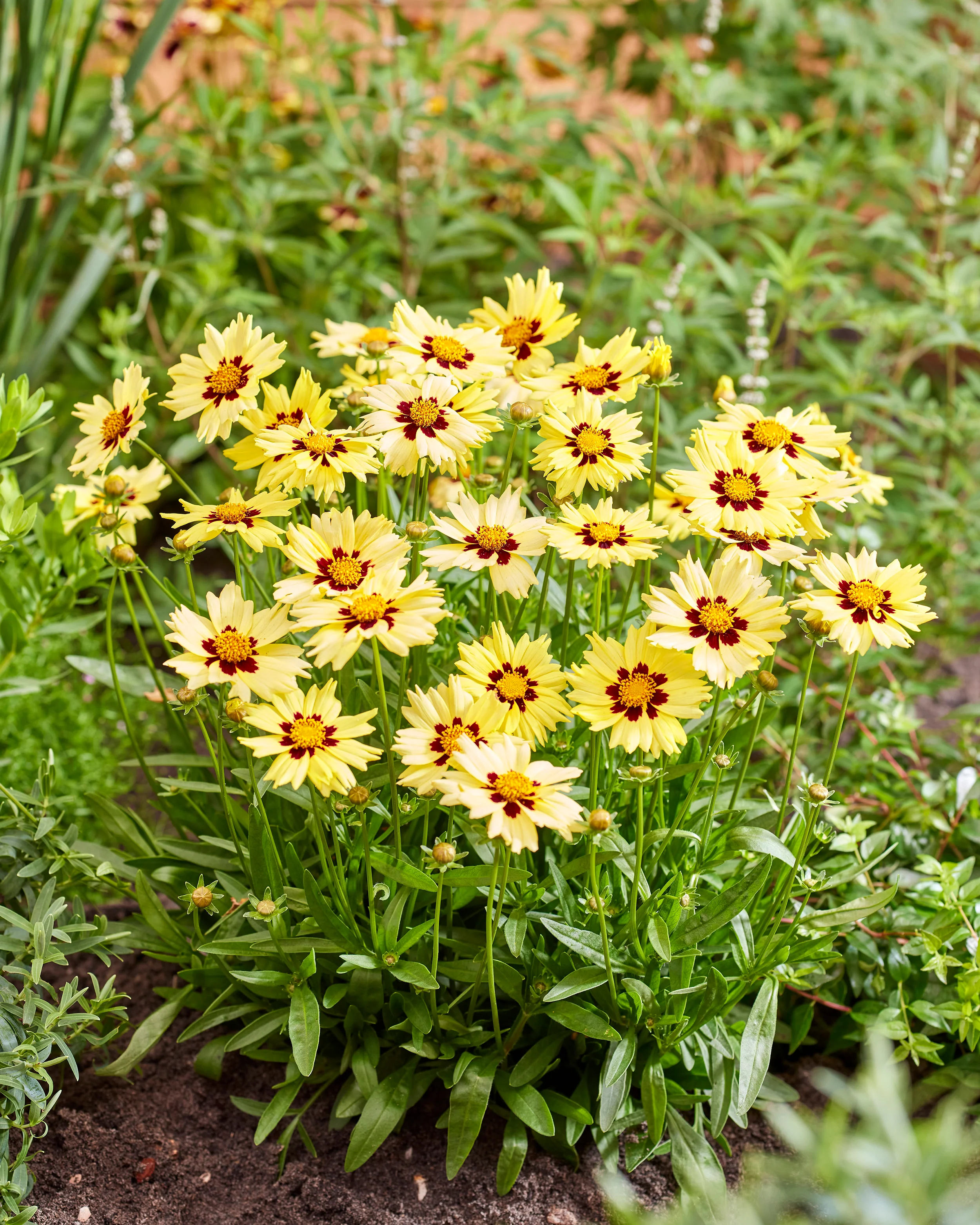 Coreopsis 'Solar Moon' - Image 8