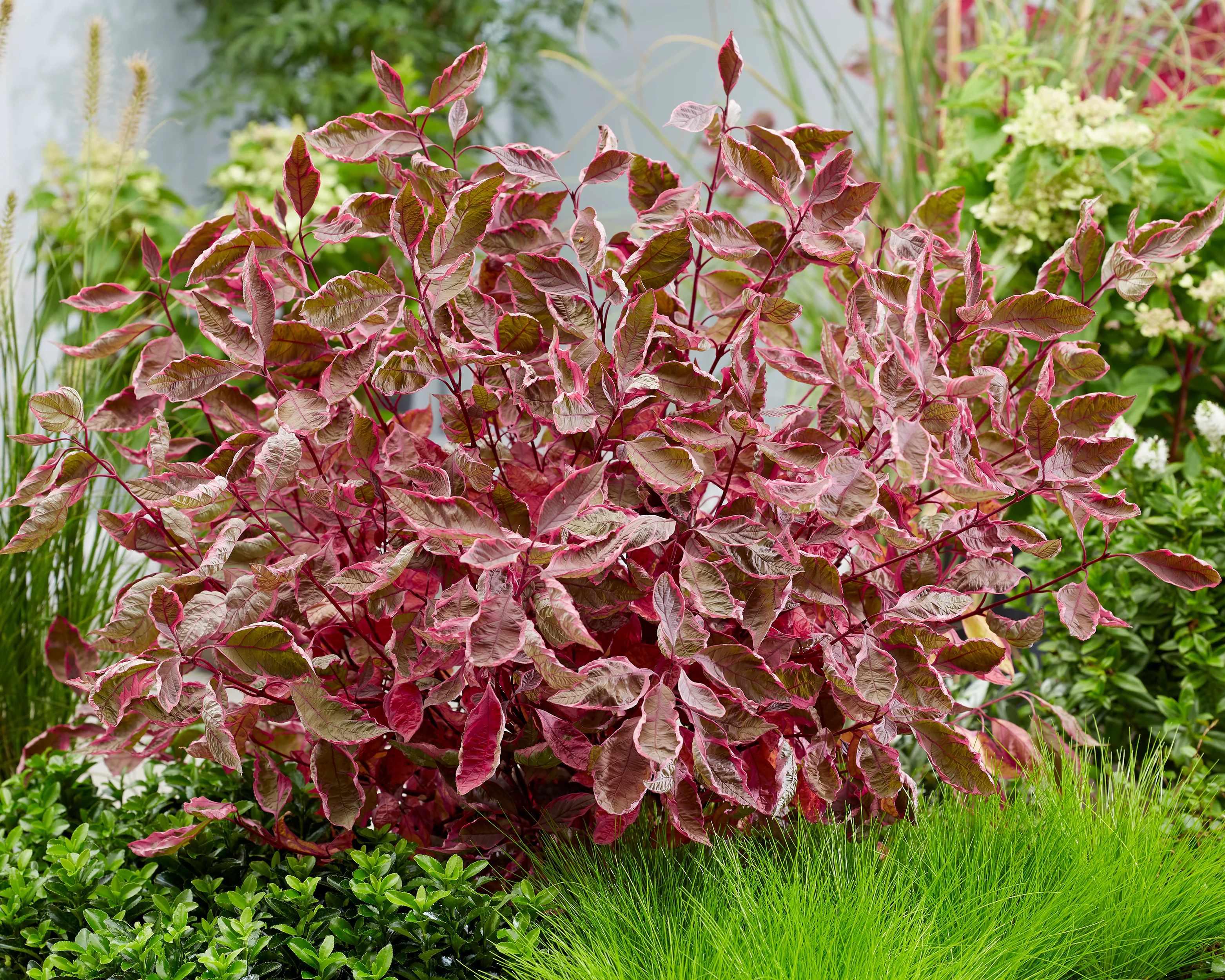 Cornus 'Miracle' - Image 4