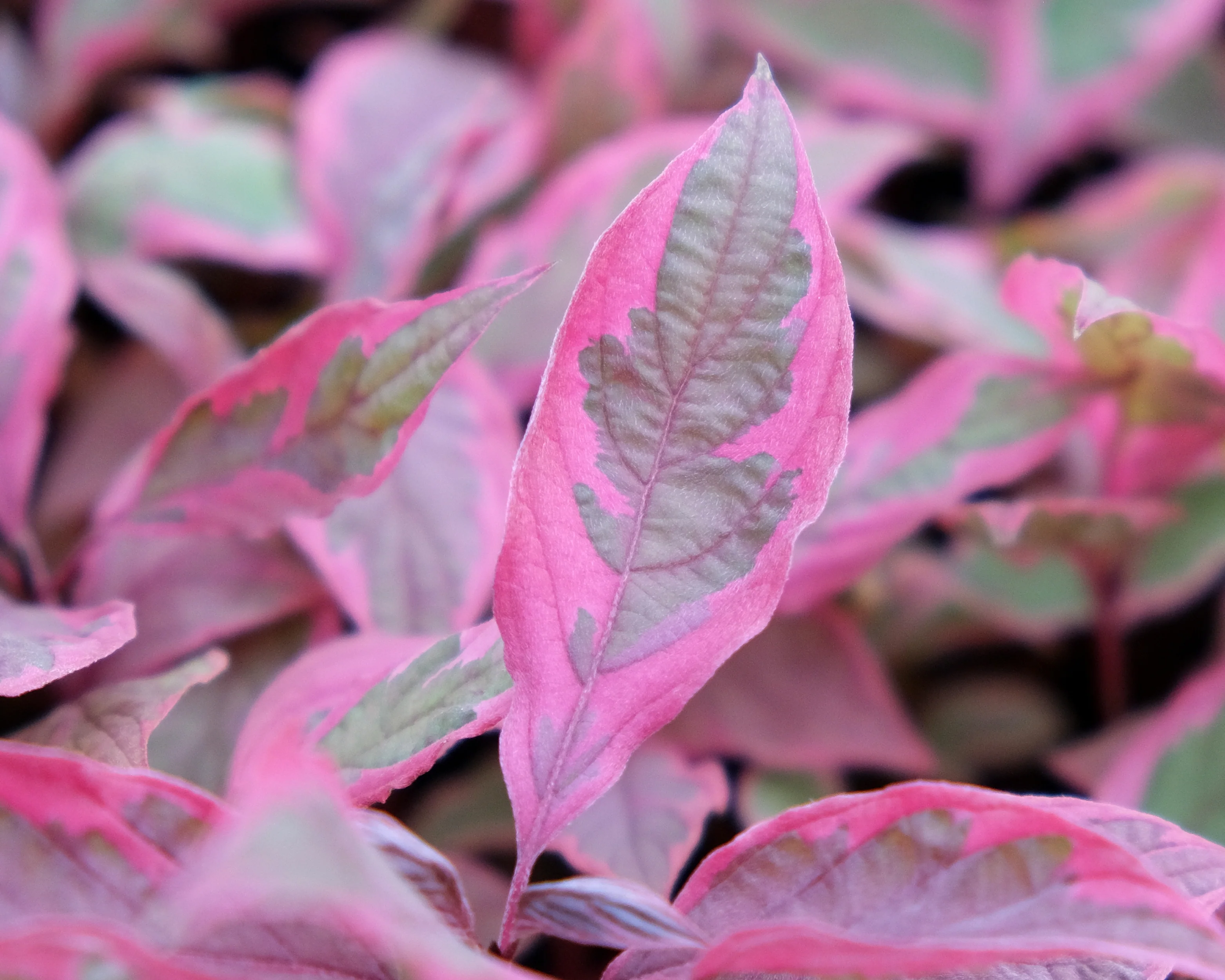 Cornus 'Miracle' - Image 6