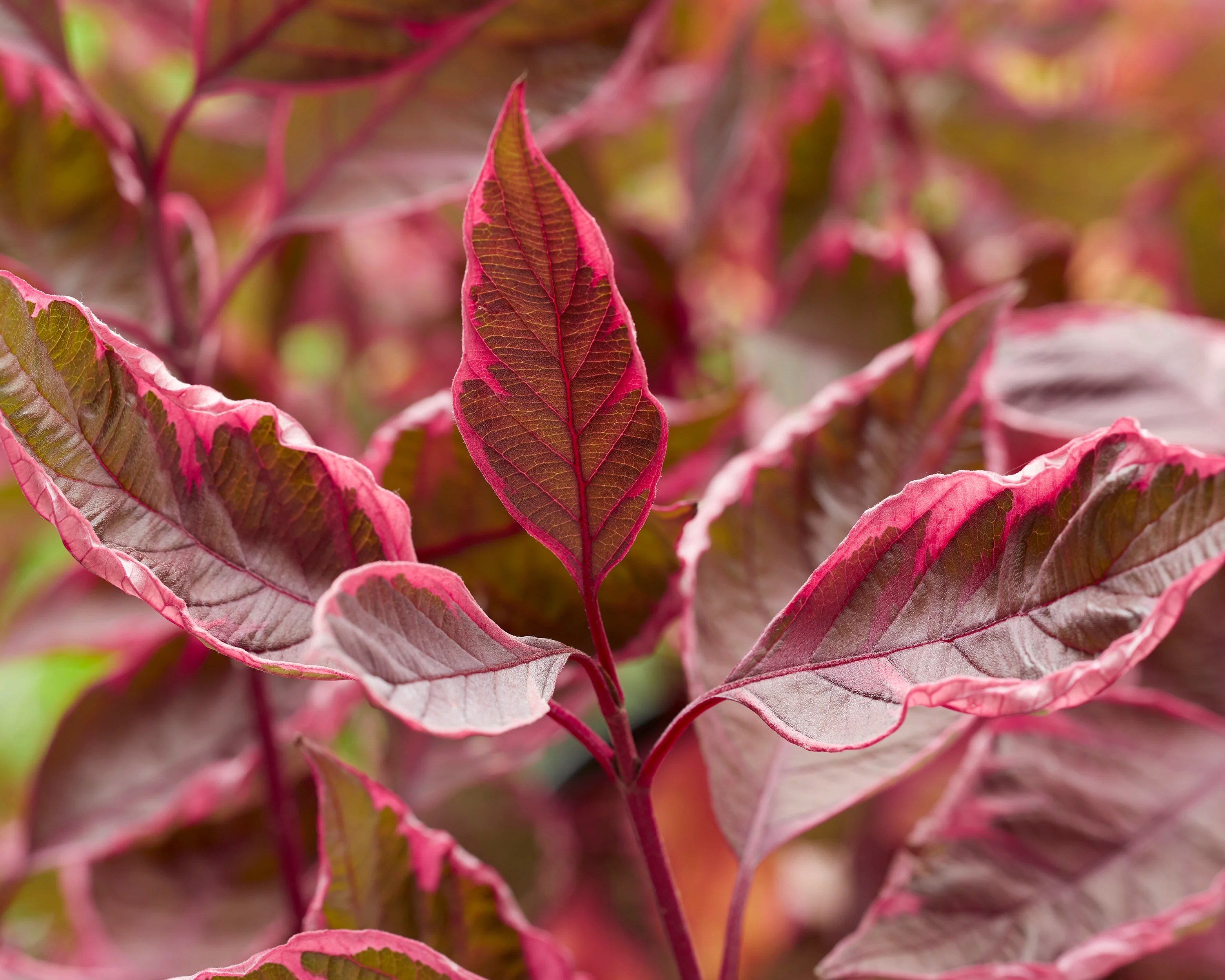 Cornus 'Miracle' - Image 8