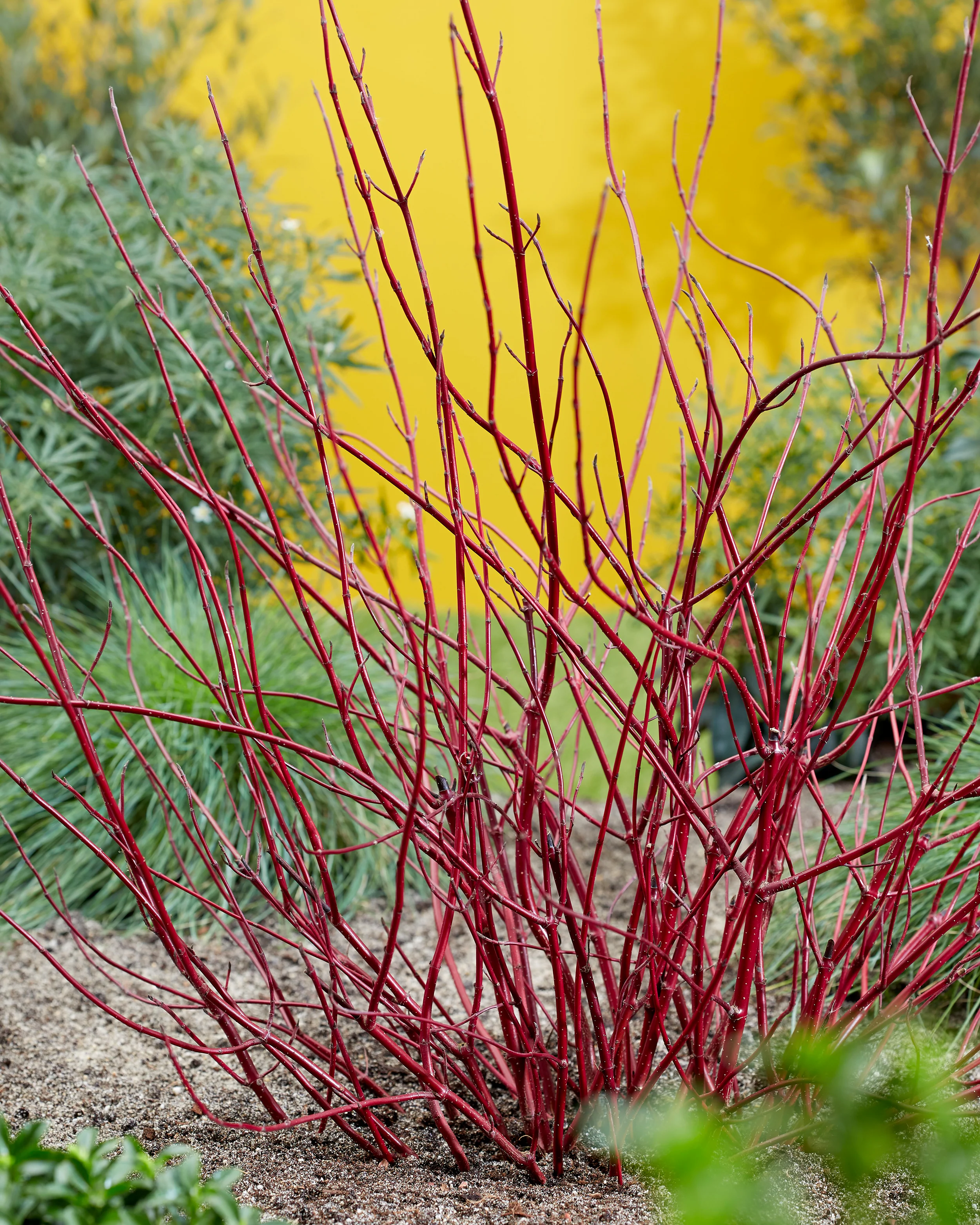 Cornus 'Miracle' - Image 9