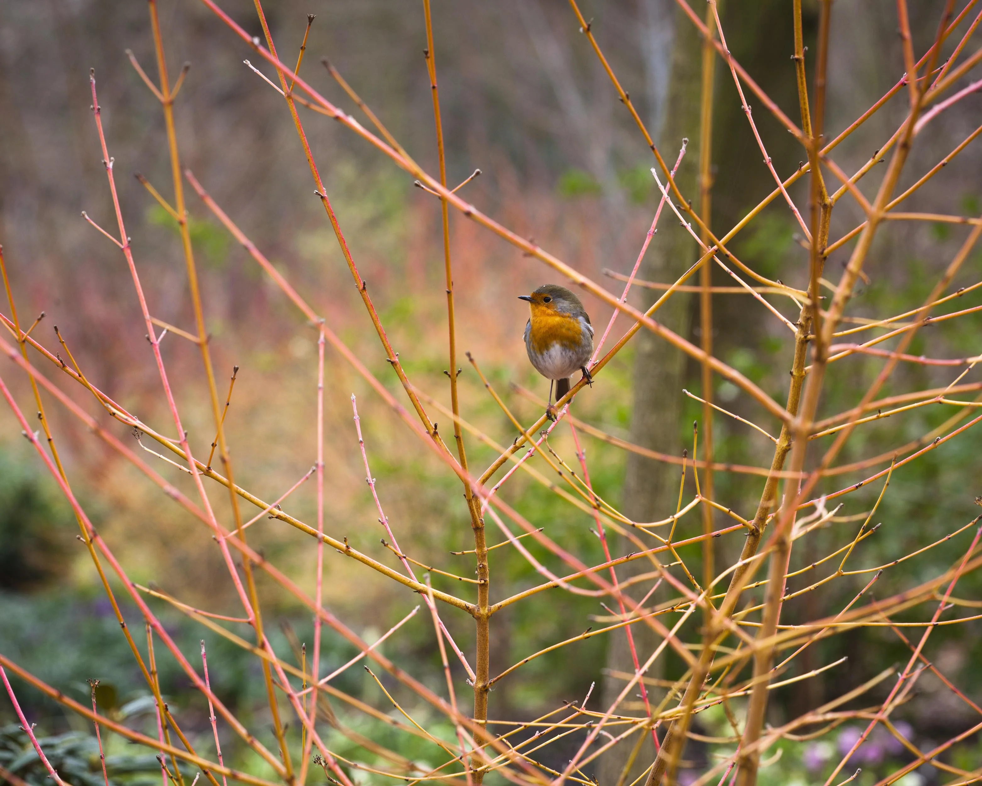 Cornus 'Midwinter Fire' - Image 12