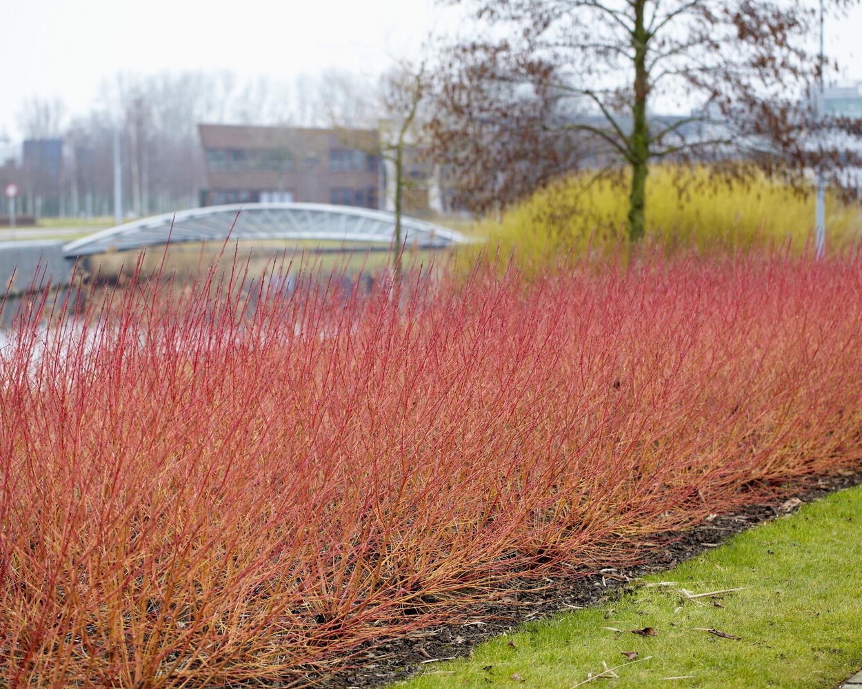 Cornus 'Midwinter Fire' - Image 14