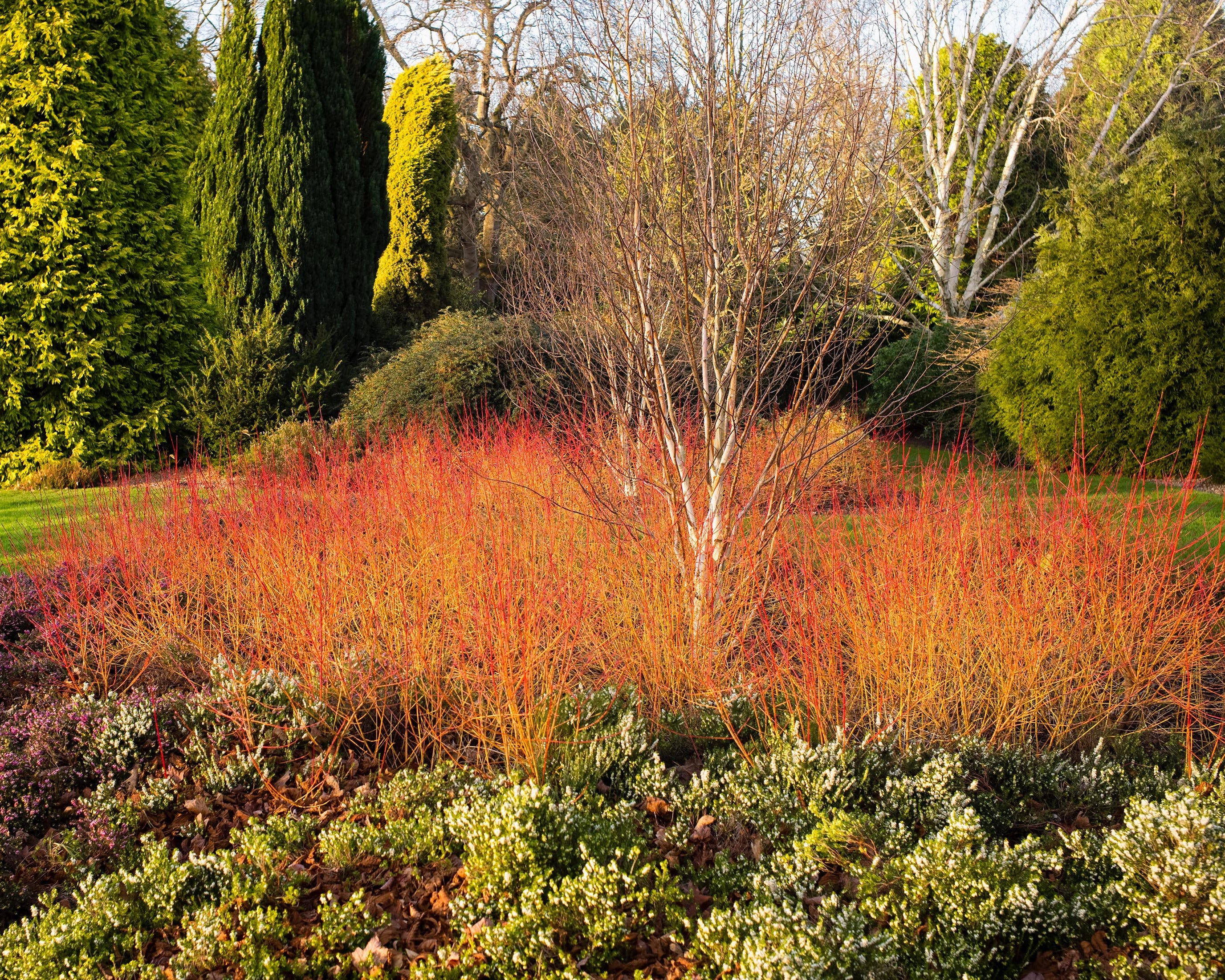 Cornus 'Midwinter Fire' - Image 2