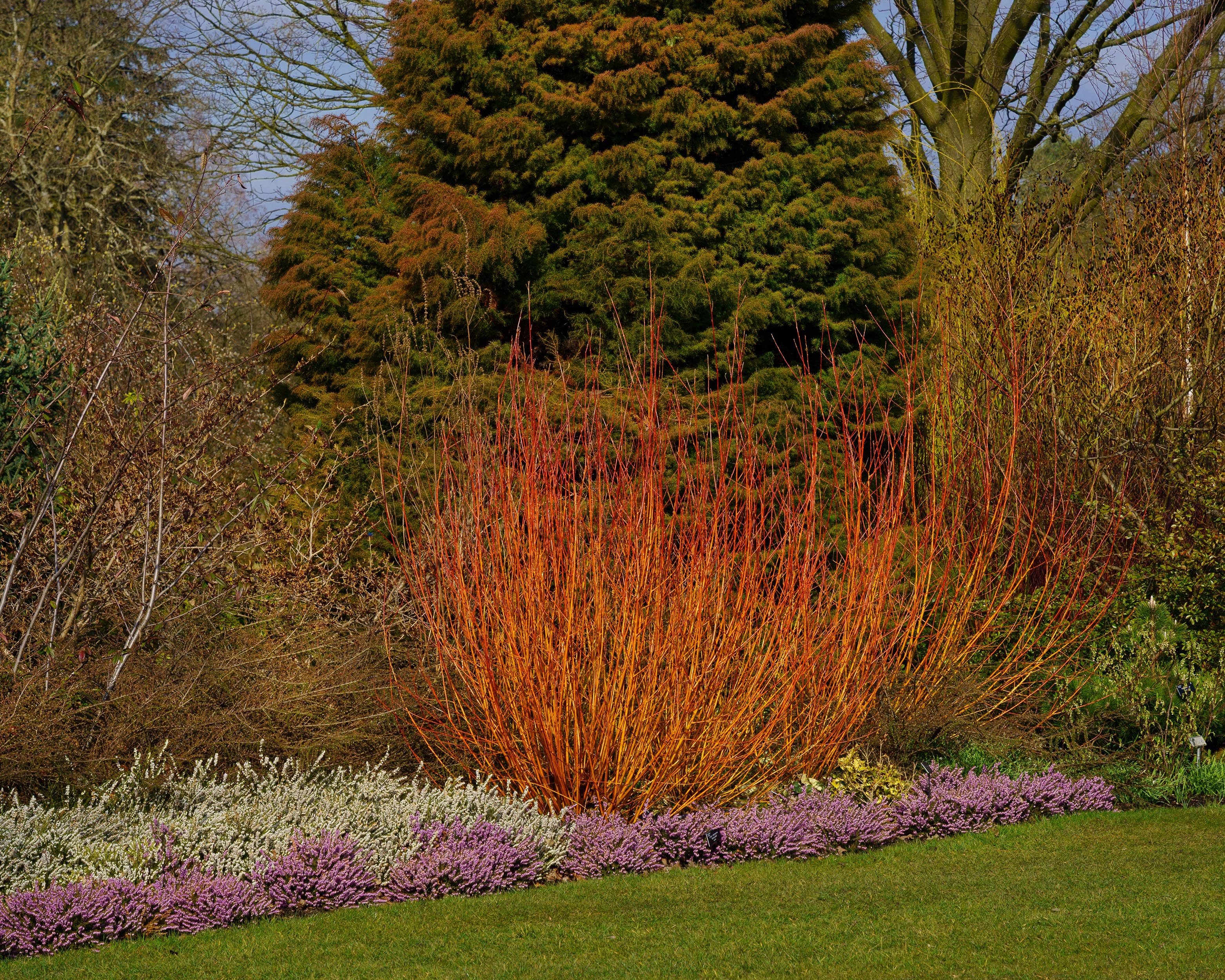 Cornus 'Midwinter Fire' - Image 5