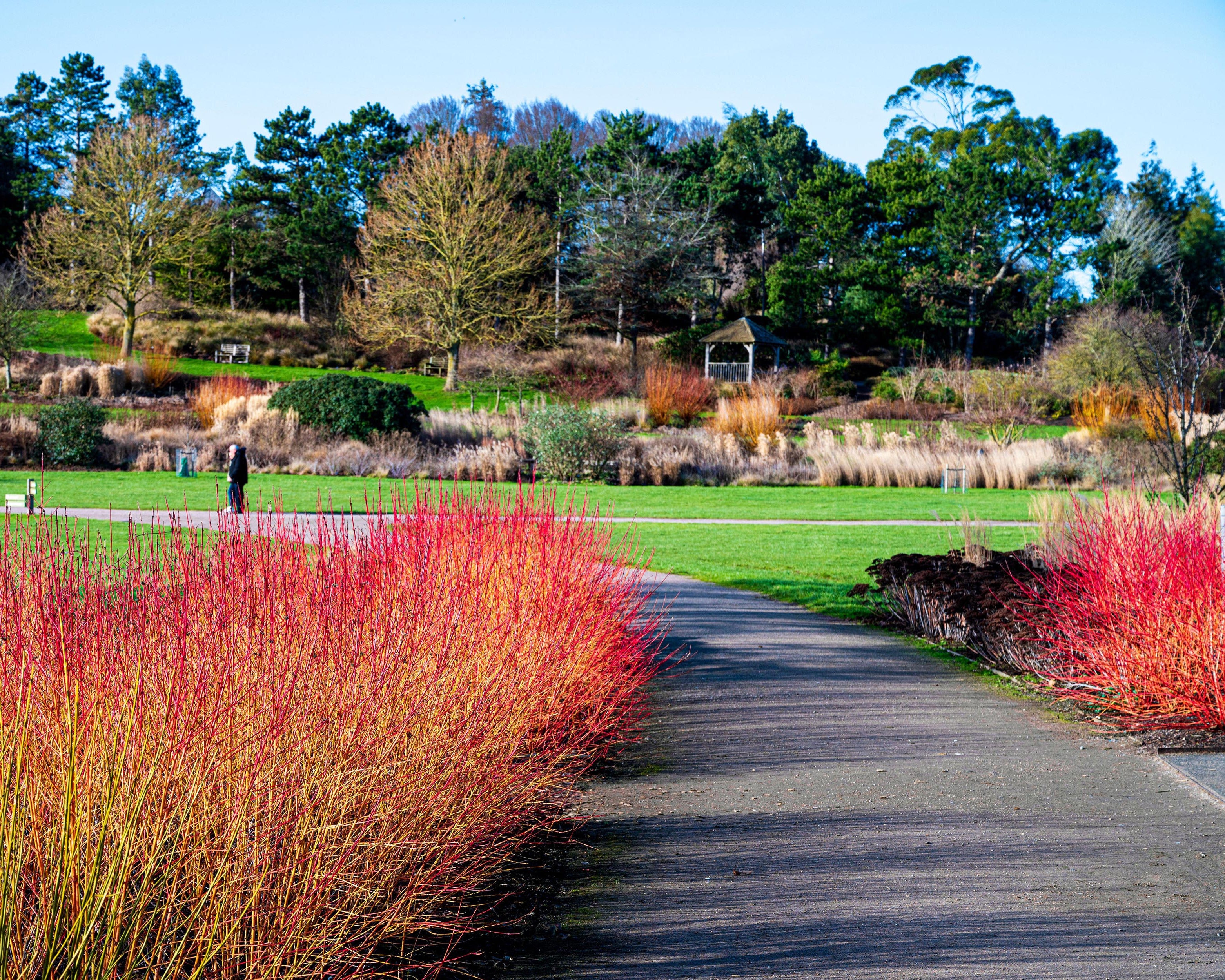 Cornus 'Midwinter Fire' - Image 7