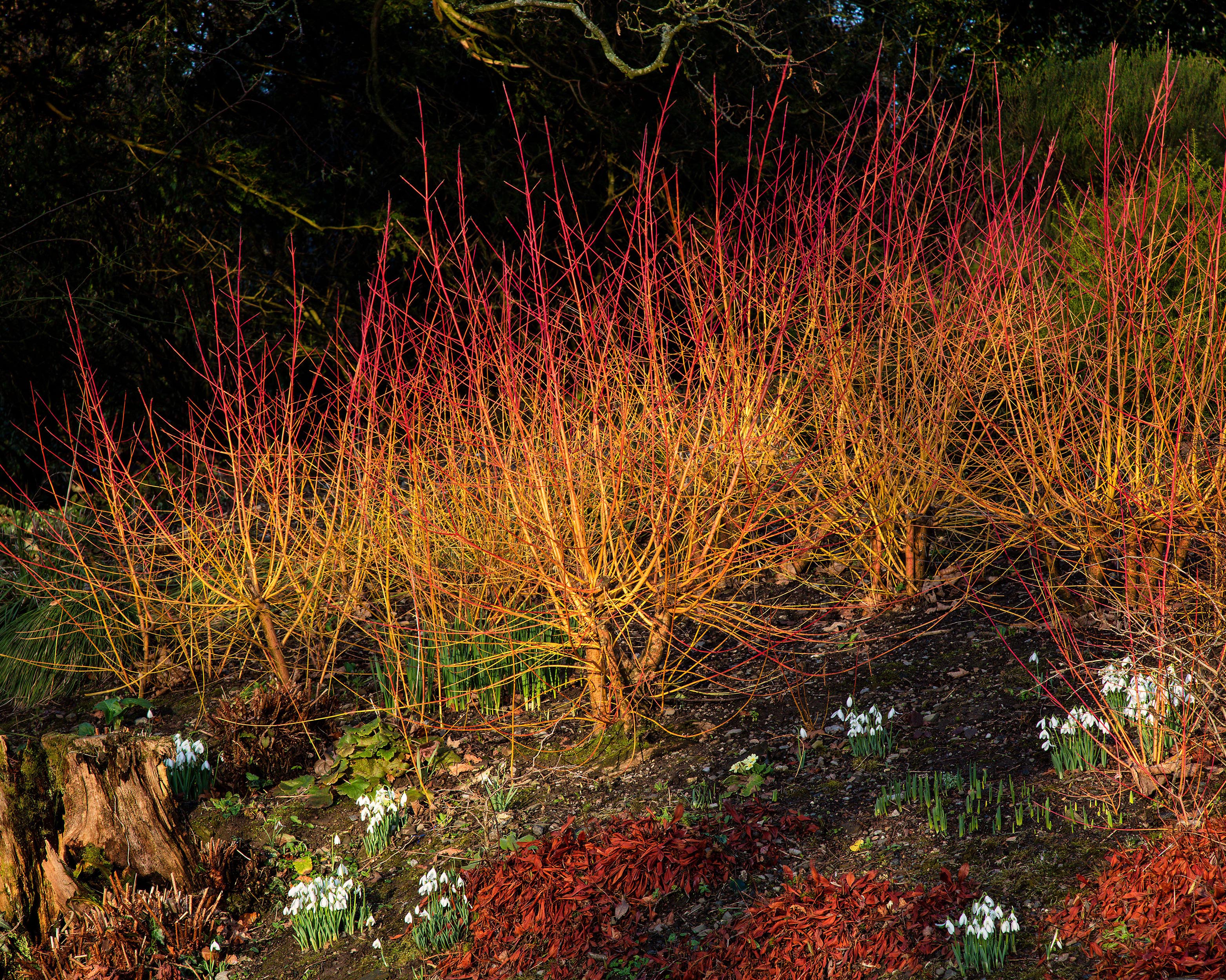 Cornus 'Midwinter Fire' - Image 9