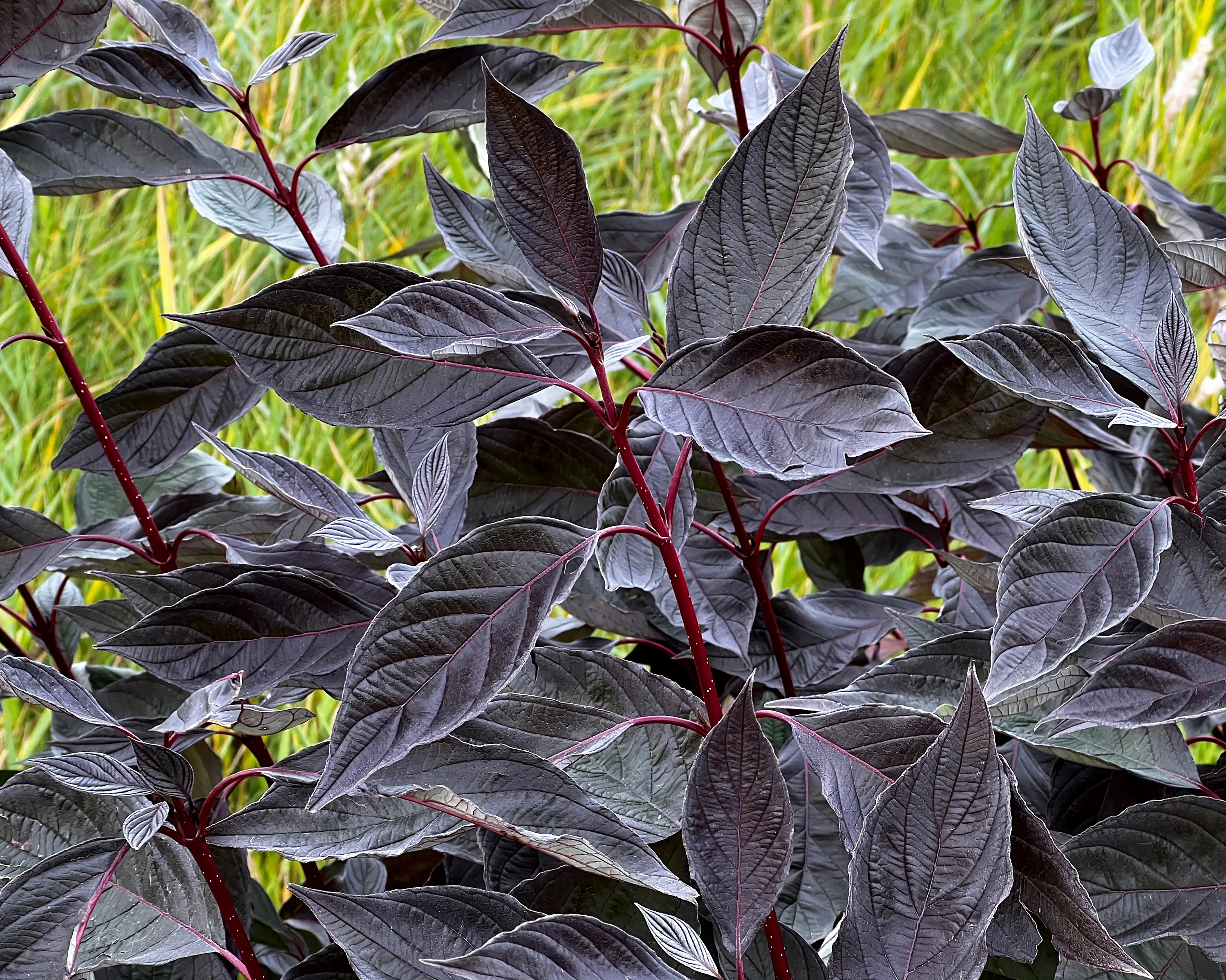 Cornus 'Nightfall' - Image 6
