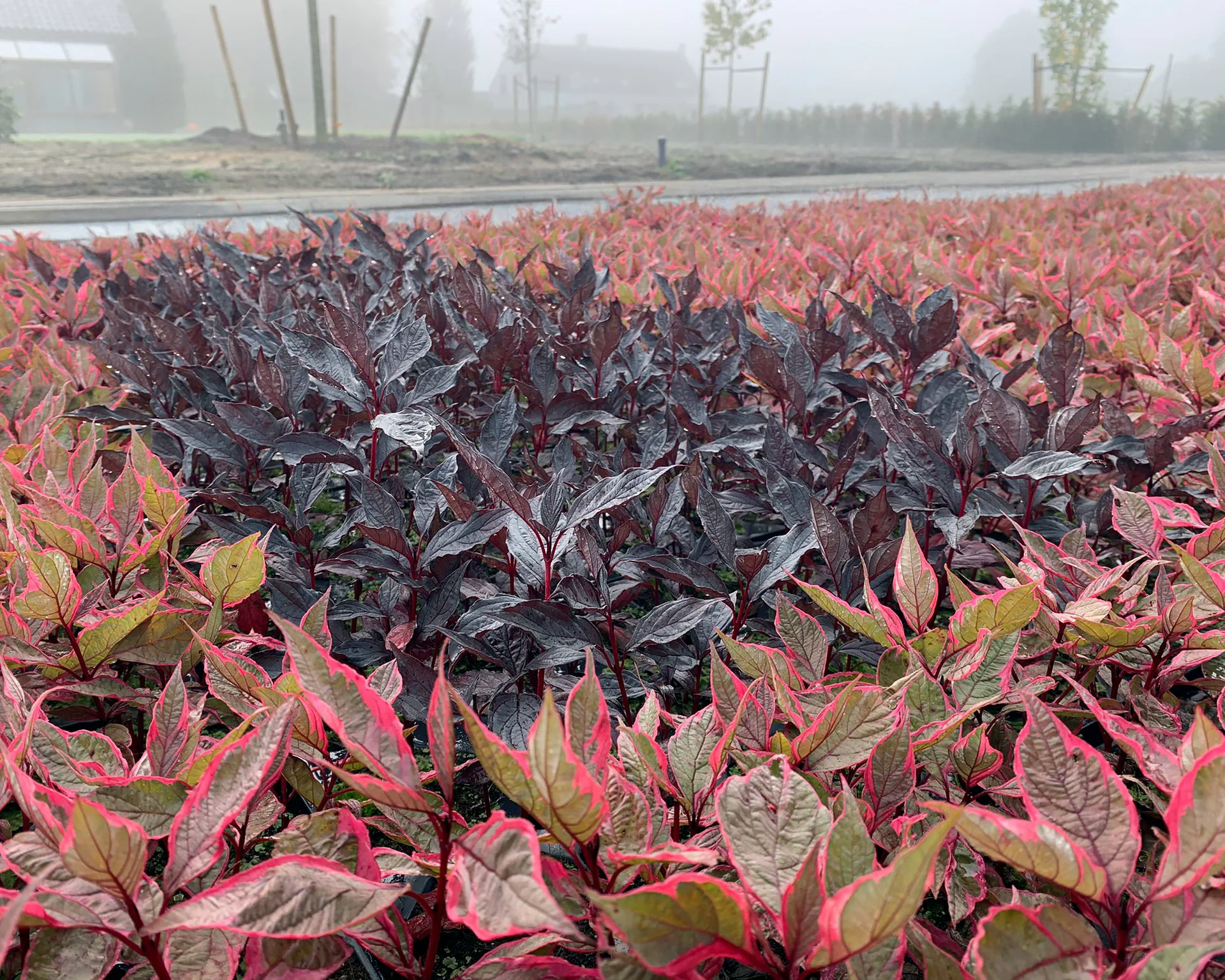 Cornus 'Nightfall' - Image 7