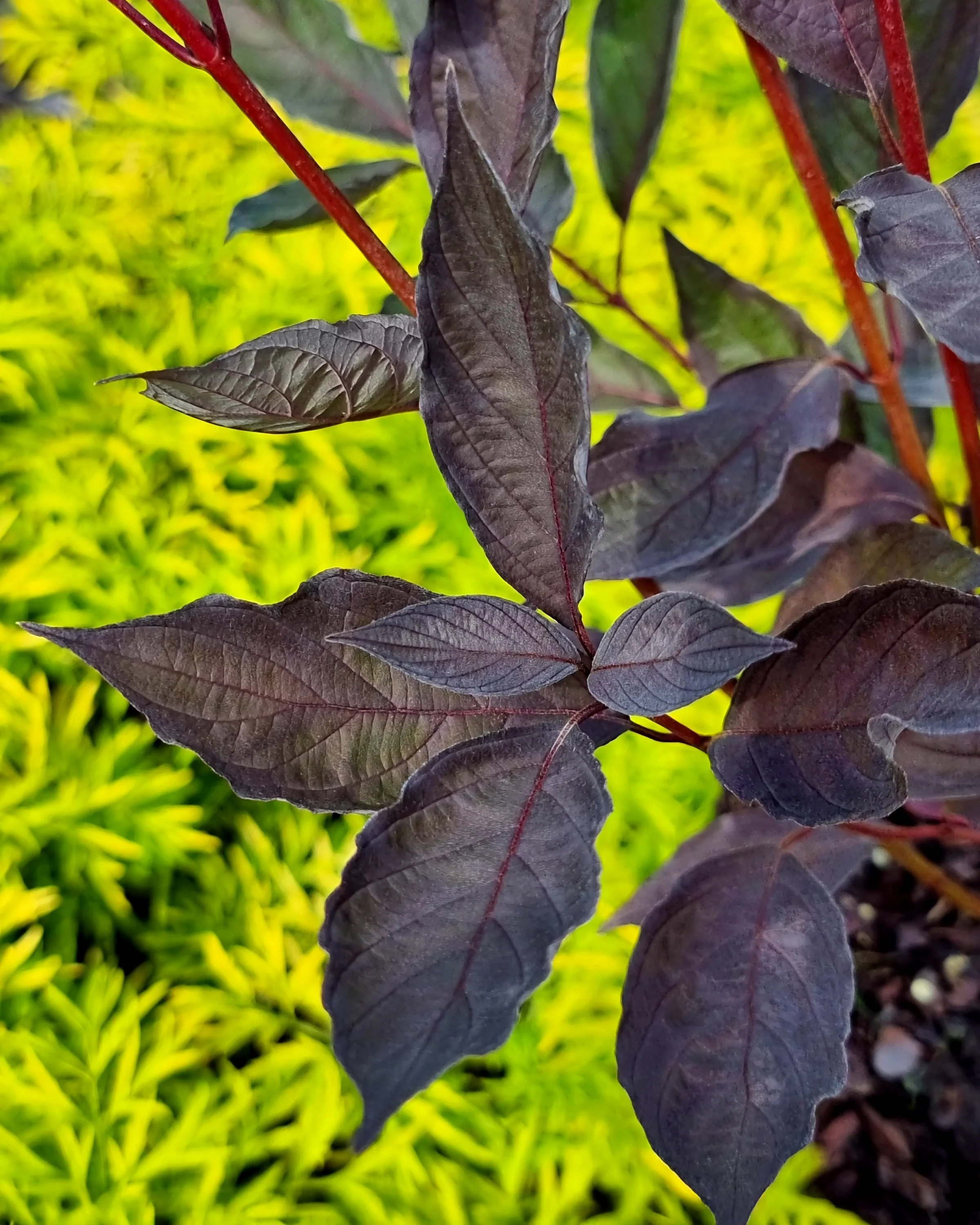 Cornus 'Nightfall' - Image 9