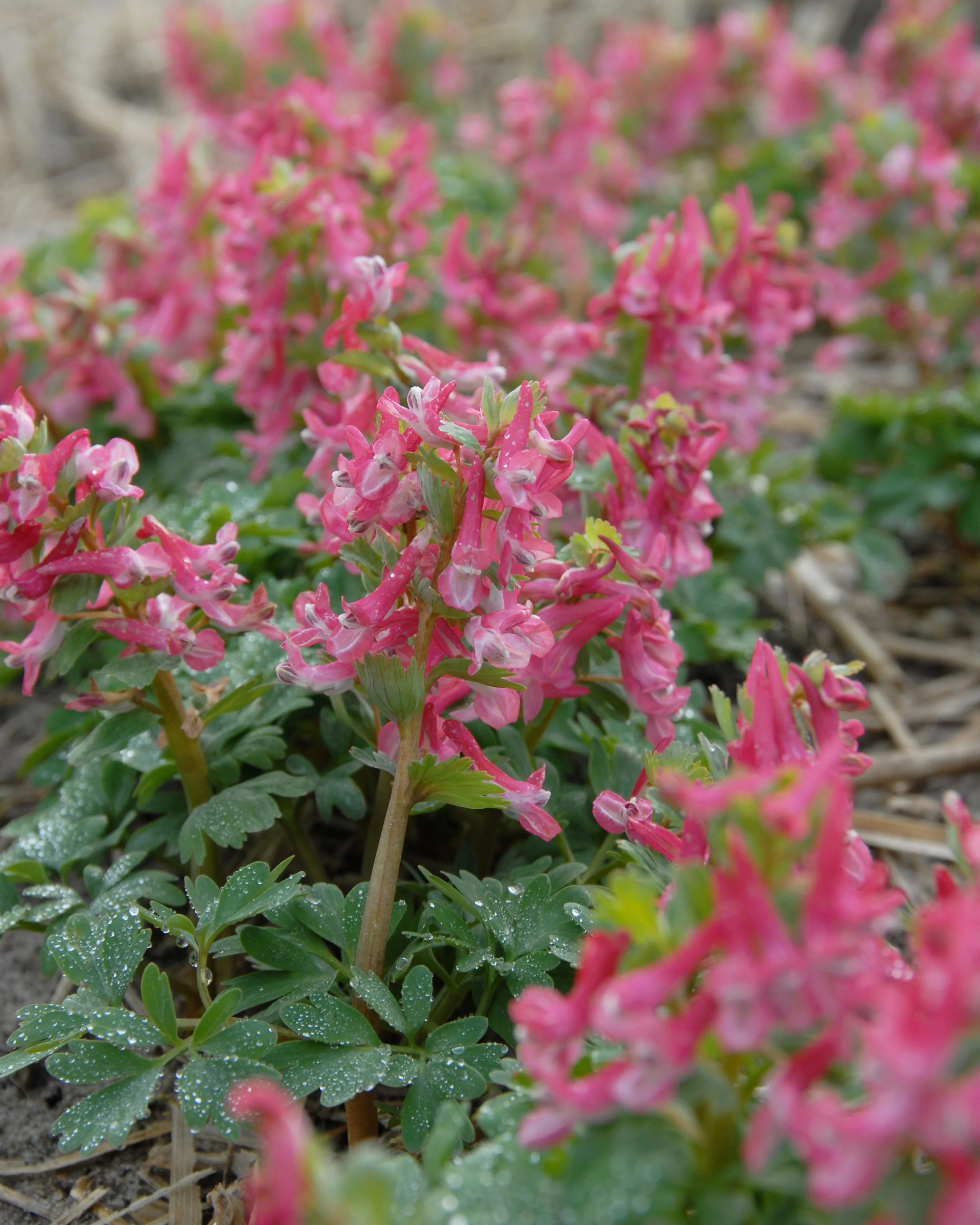 Corydalis 'Beth Evans' - Image 4