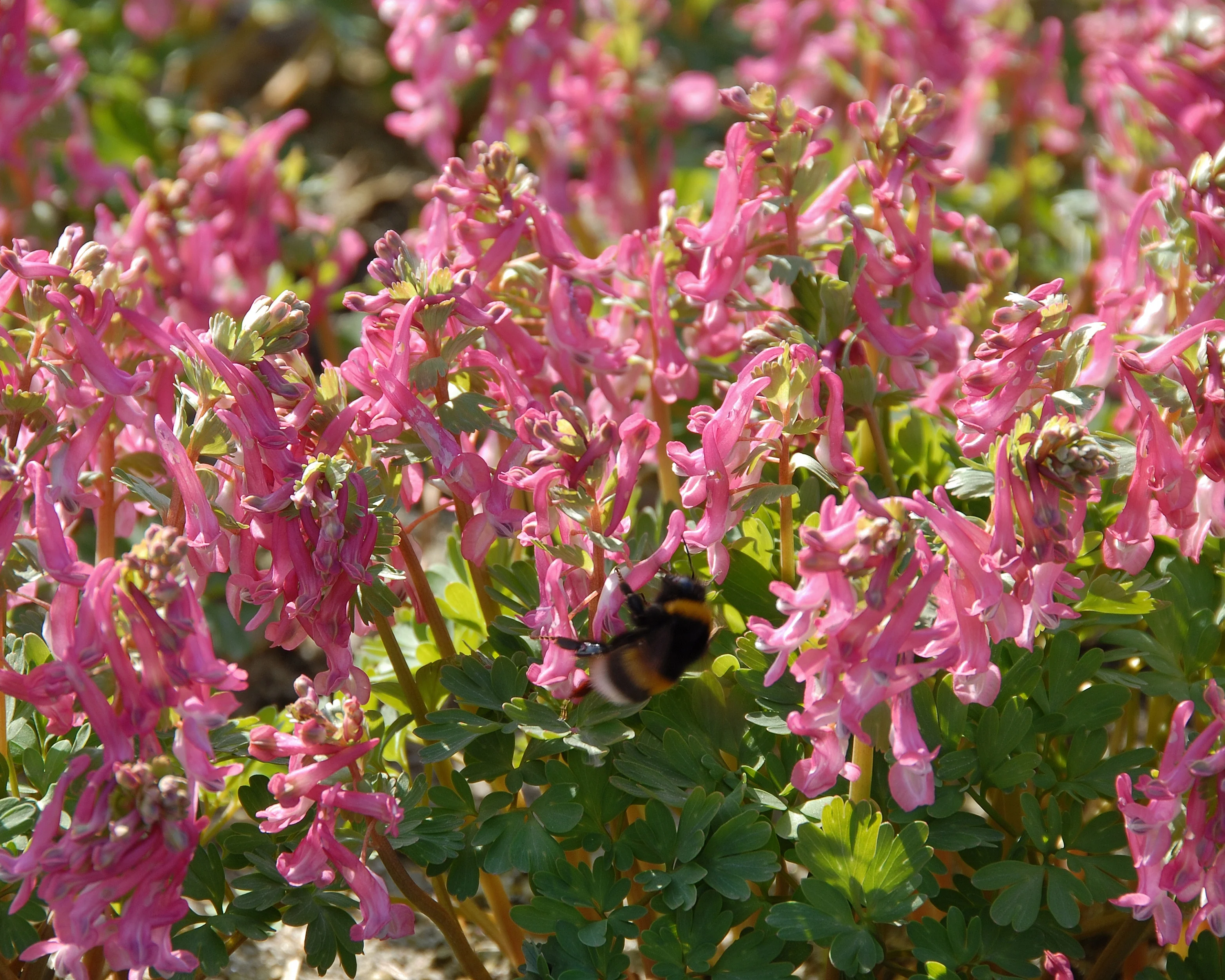 Corydalis 'Beth Evans' - Image 5