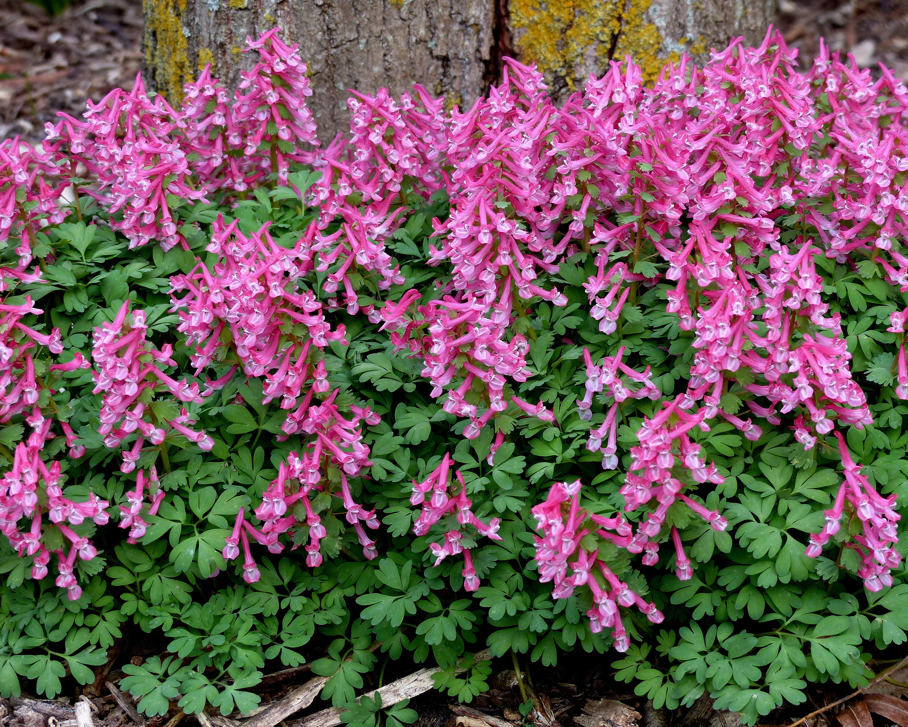 Corydalis 'Beth Evans' - Image 6