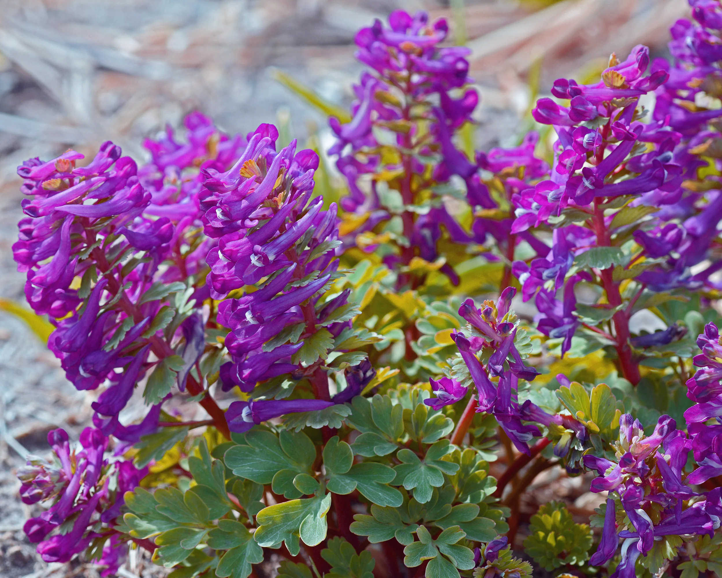 Corydalis 'Purple Bird' - Image 4