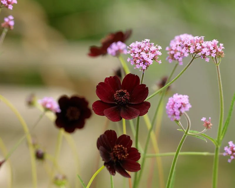 Cosmos atrosanguineus 'Chocamocha' - Image 4