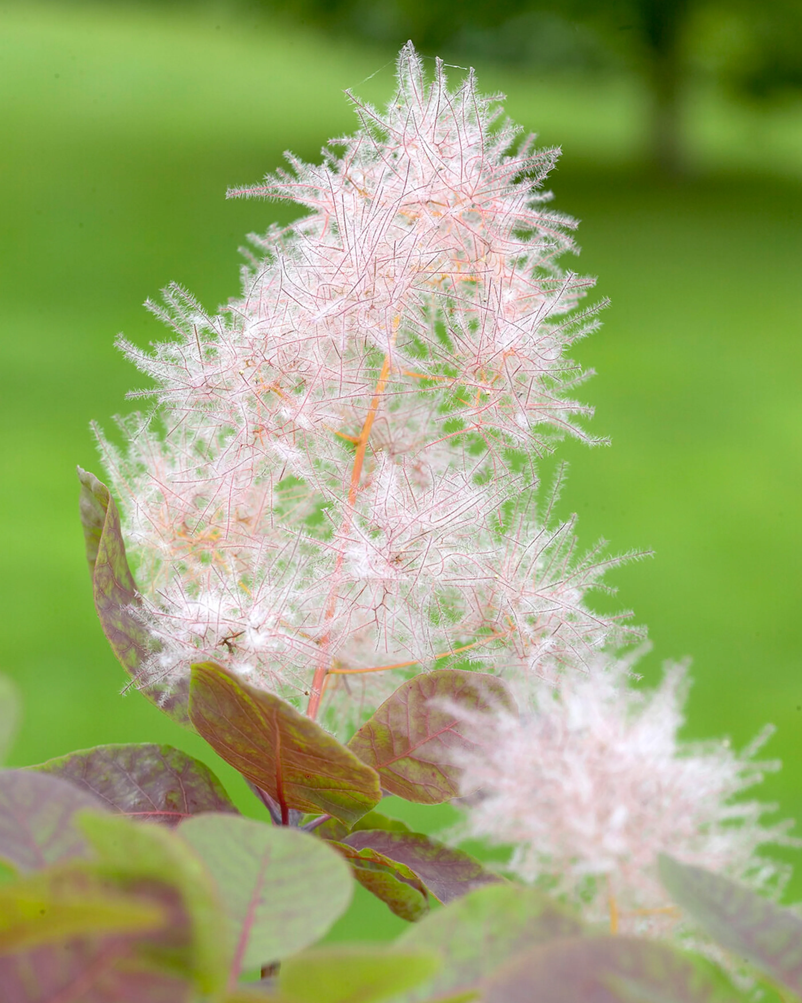 Cotinus 'Smokey Joe' - Image 2