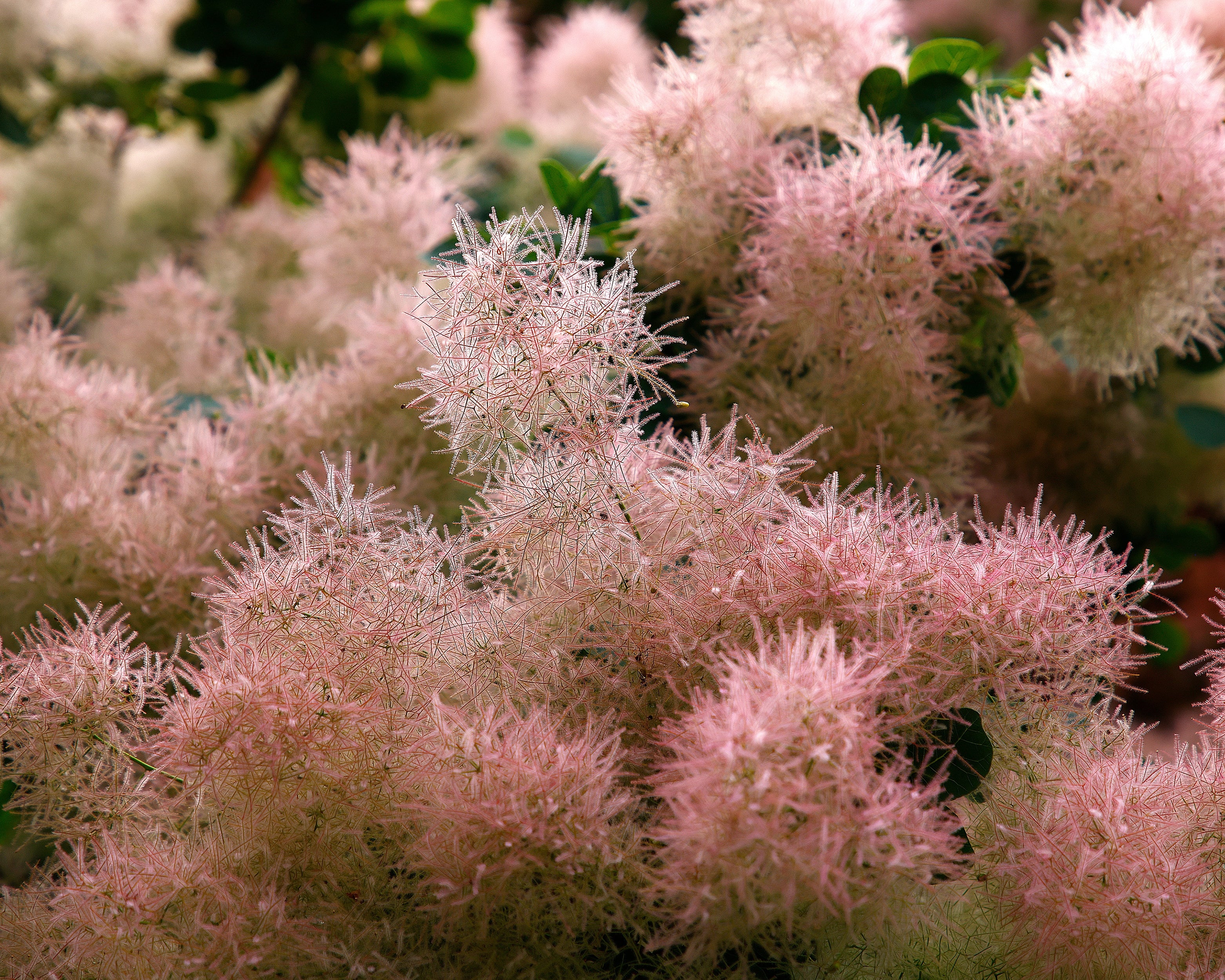 Cotinus 'Smokey Joe' - Image 3