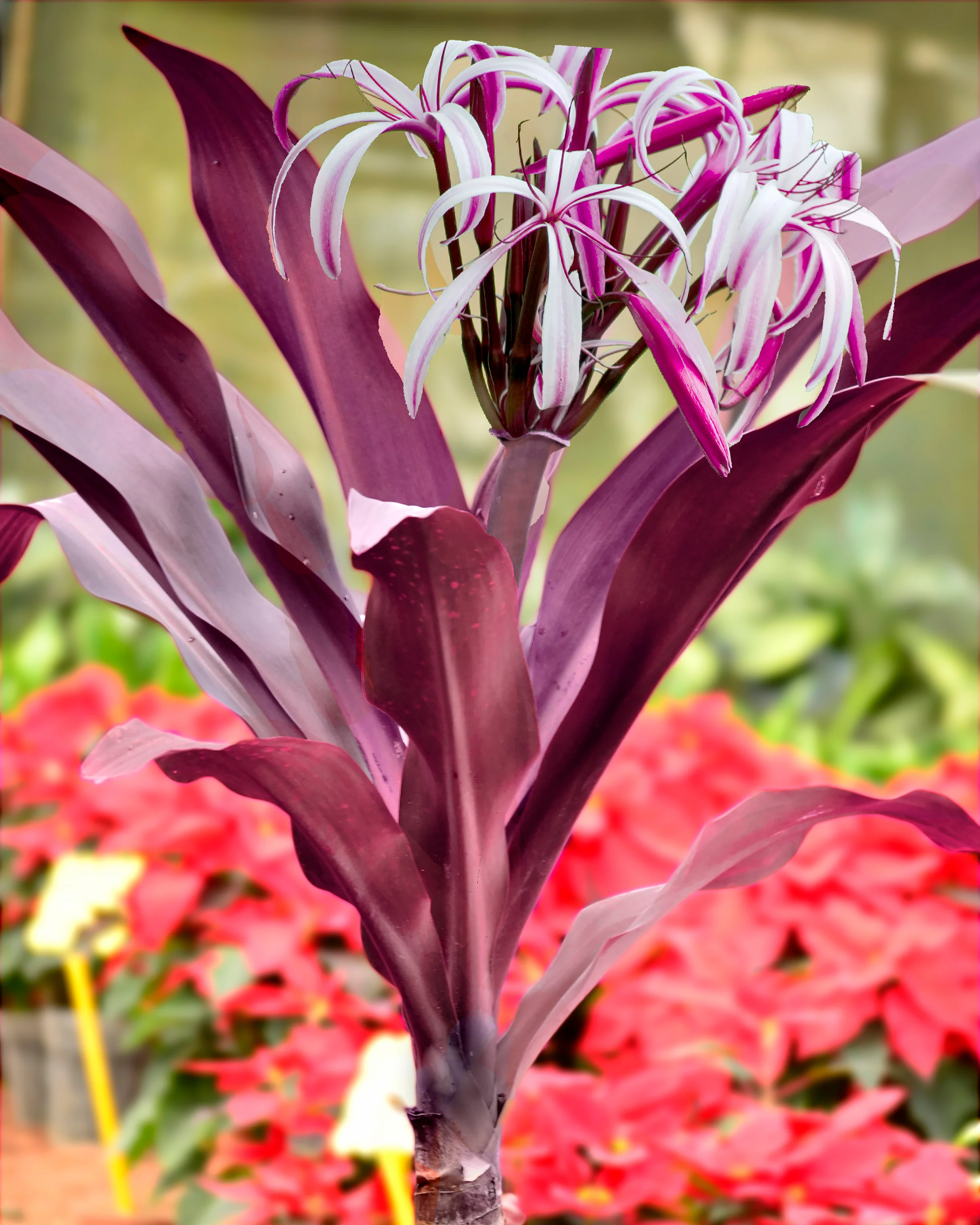 Crinum asiaticum 'Purpureum' - Image 3
