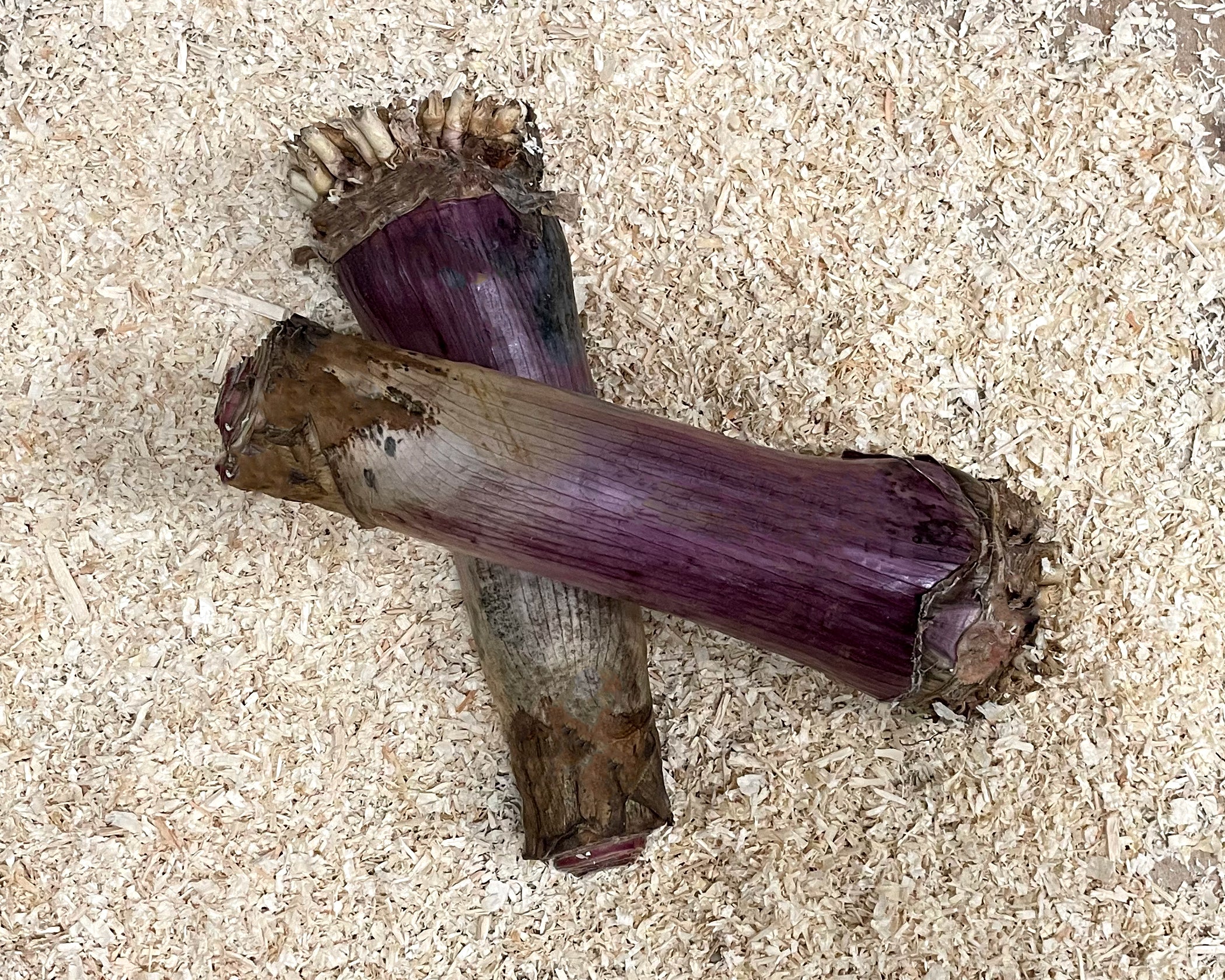 Crinum asiaticum 'Purpureum' - Image 7