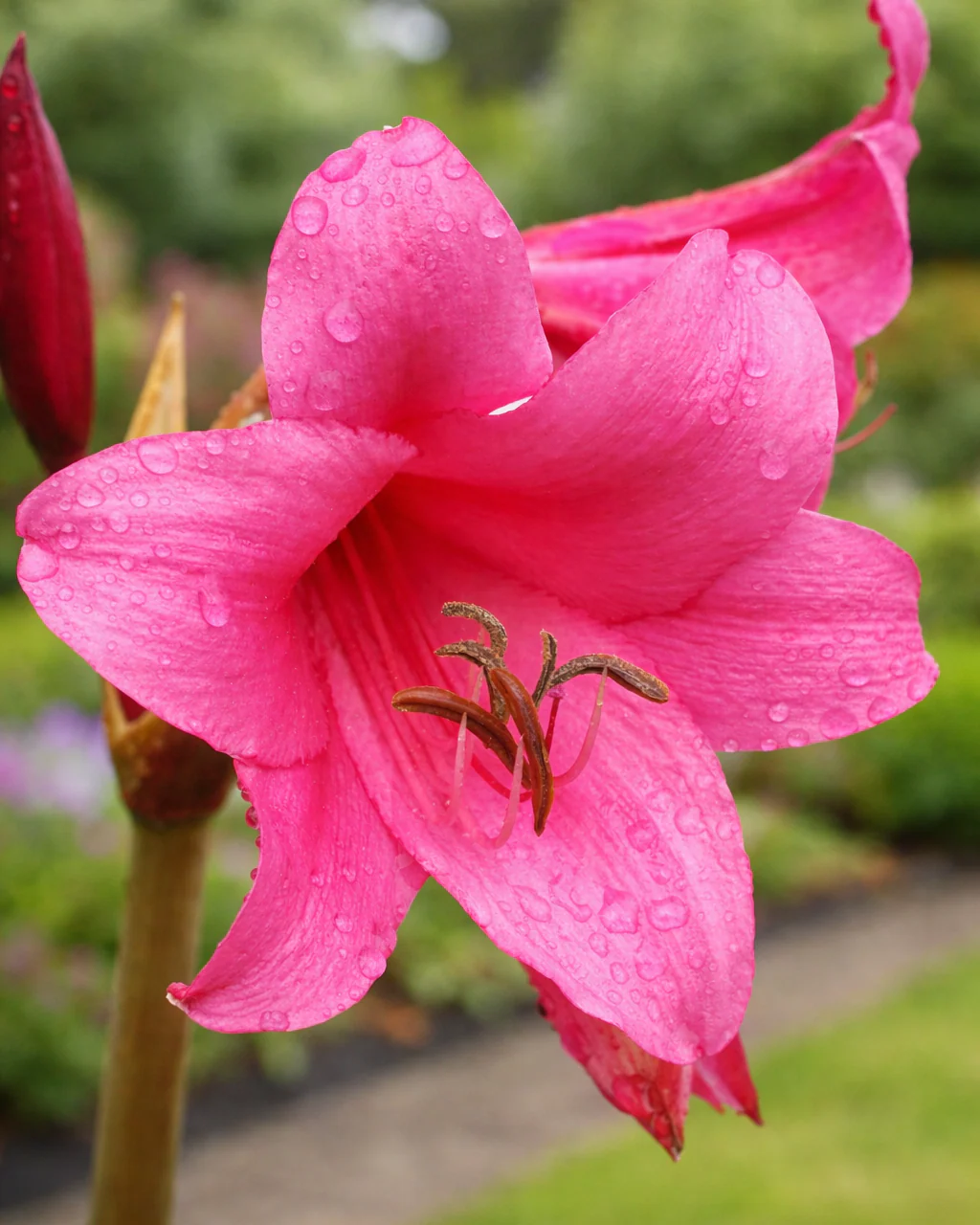 Crinum 'Ellen Bosanquet'