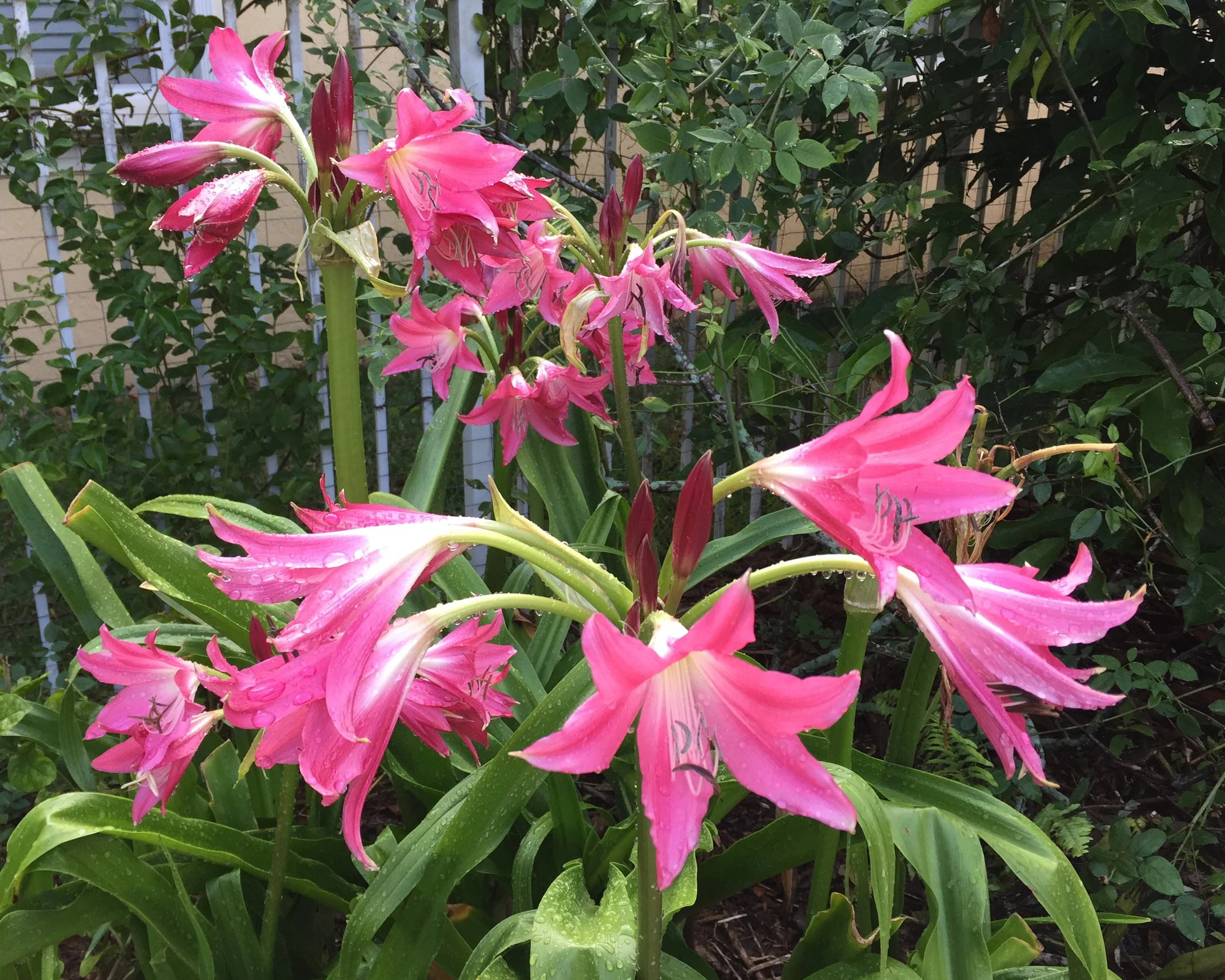 Crinum 'Ellen Bosanquet' - Image 2