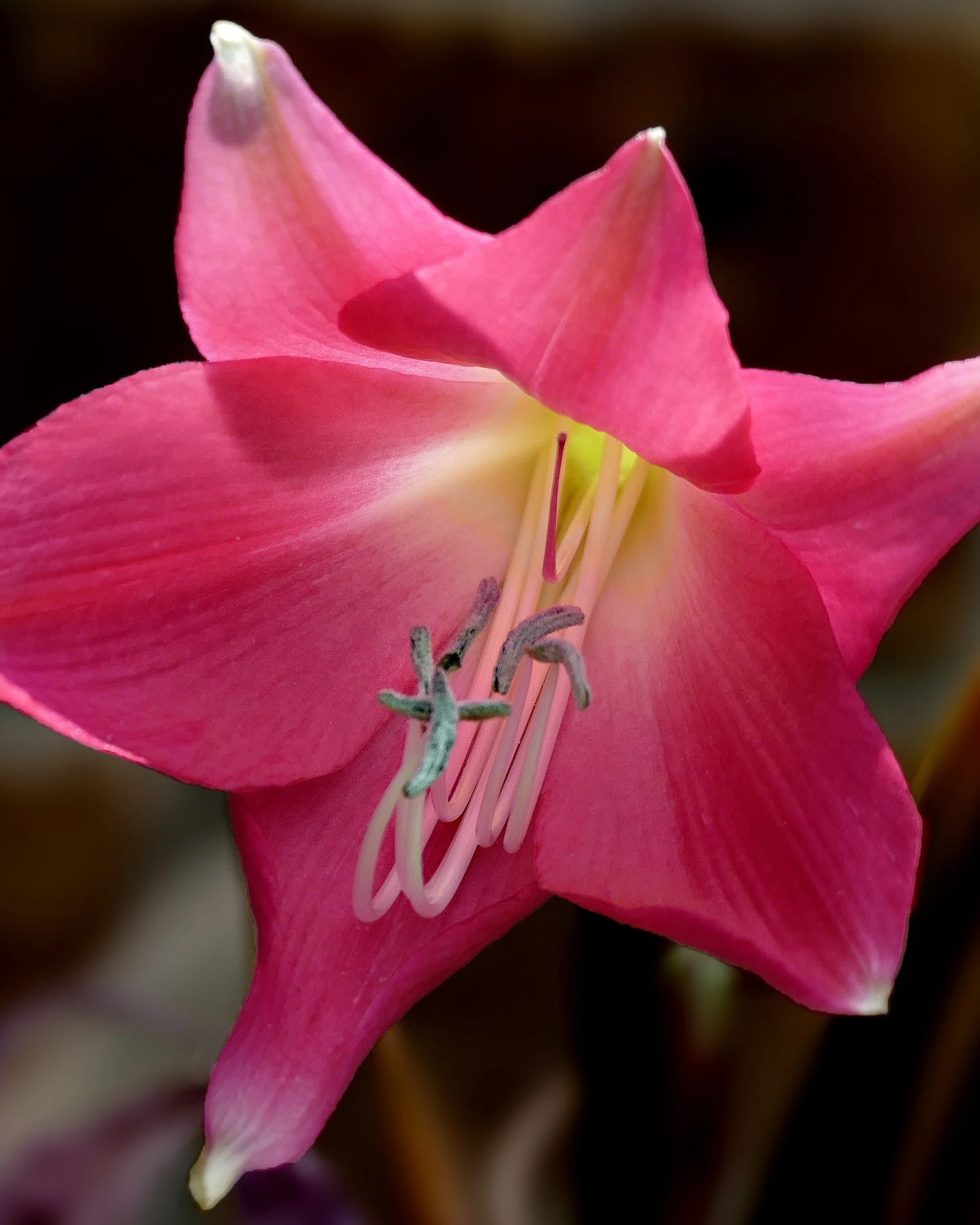 Crinum 'Ellen Bosanquet' - Image 4