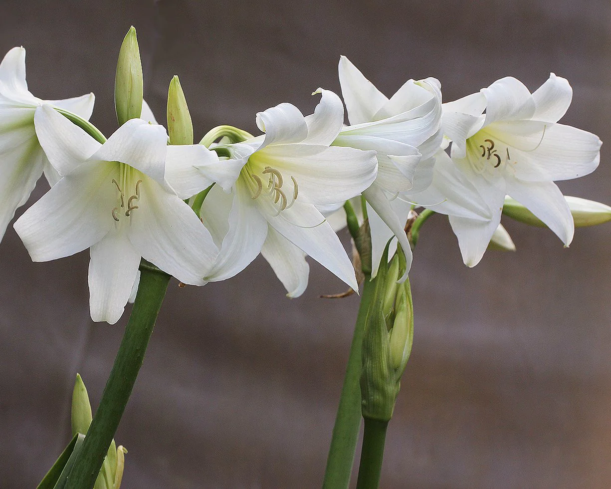 Crinum × powellii 'Album' - Image 7