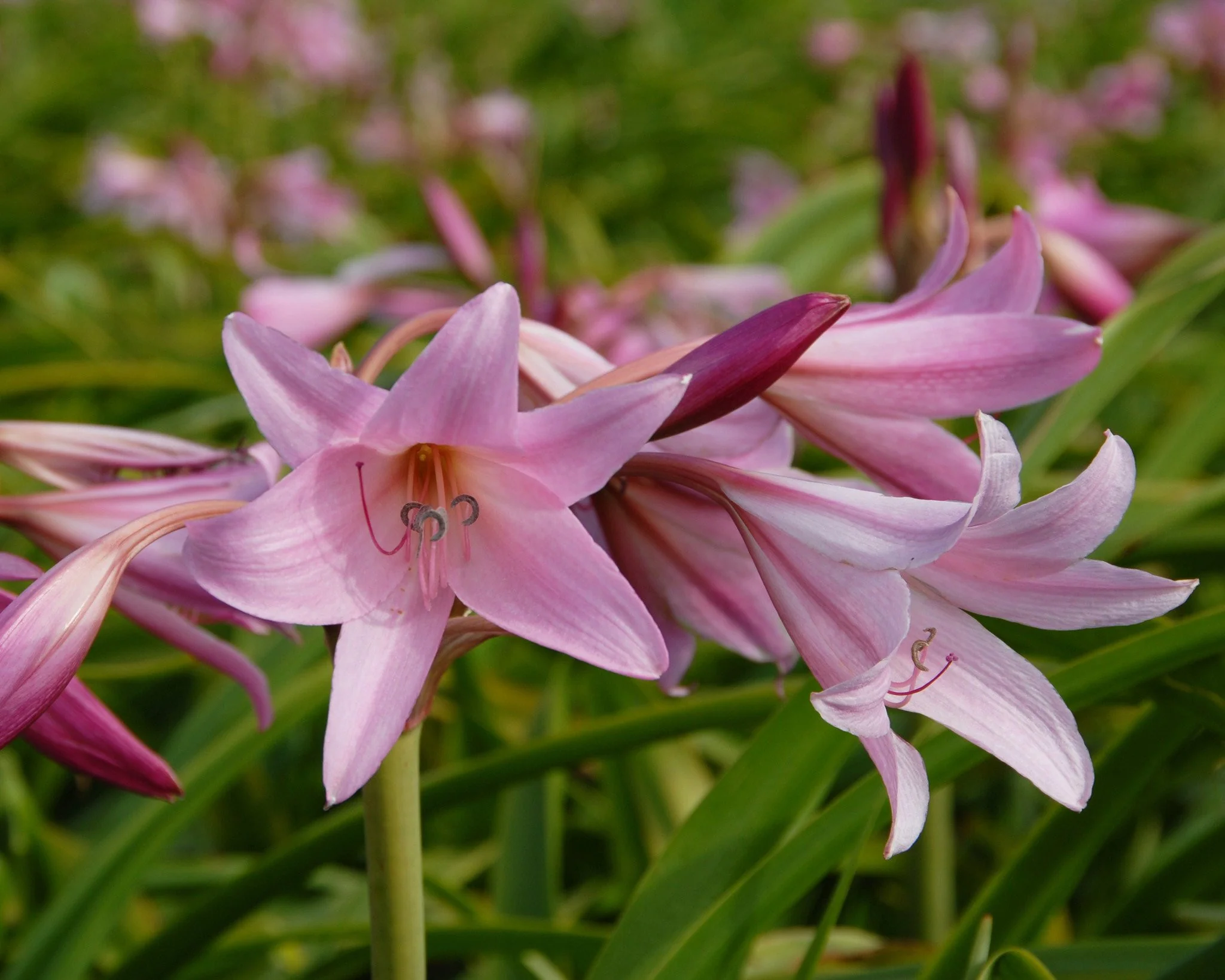 Crinum × powellii - Image 3