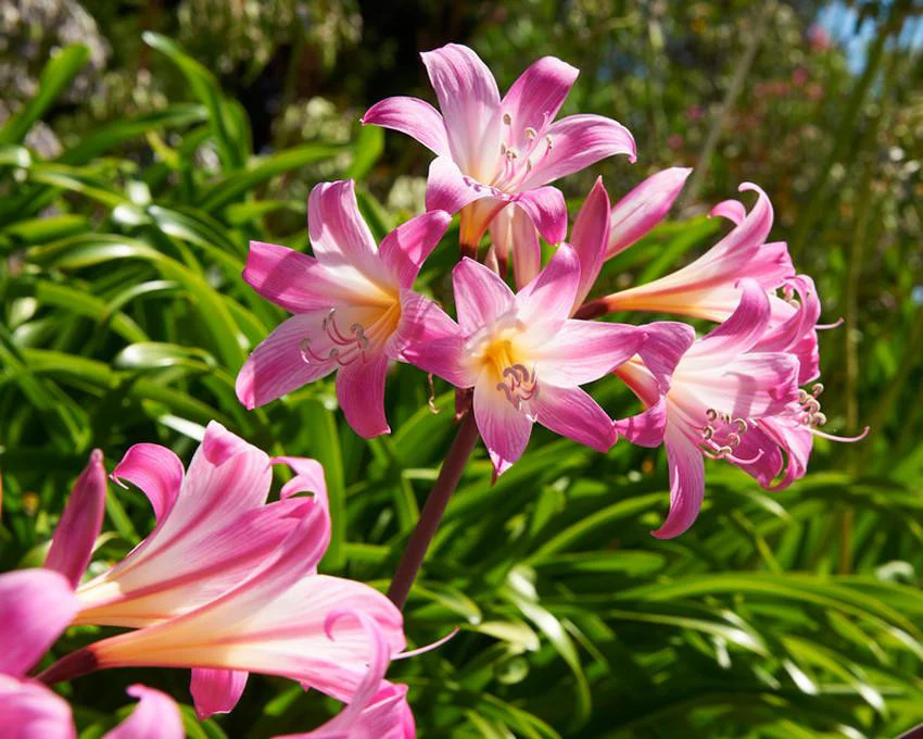 Crinum × powellii - Image 5