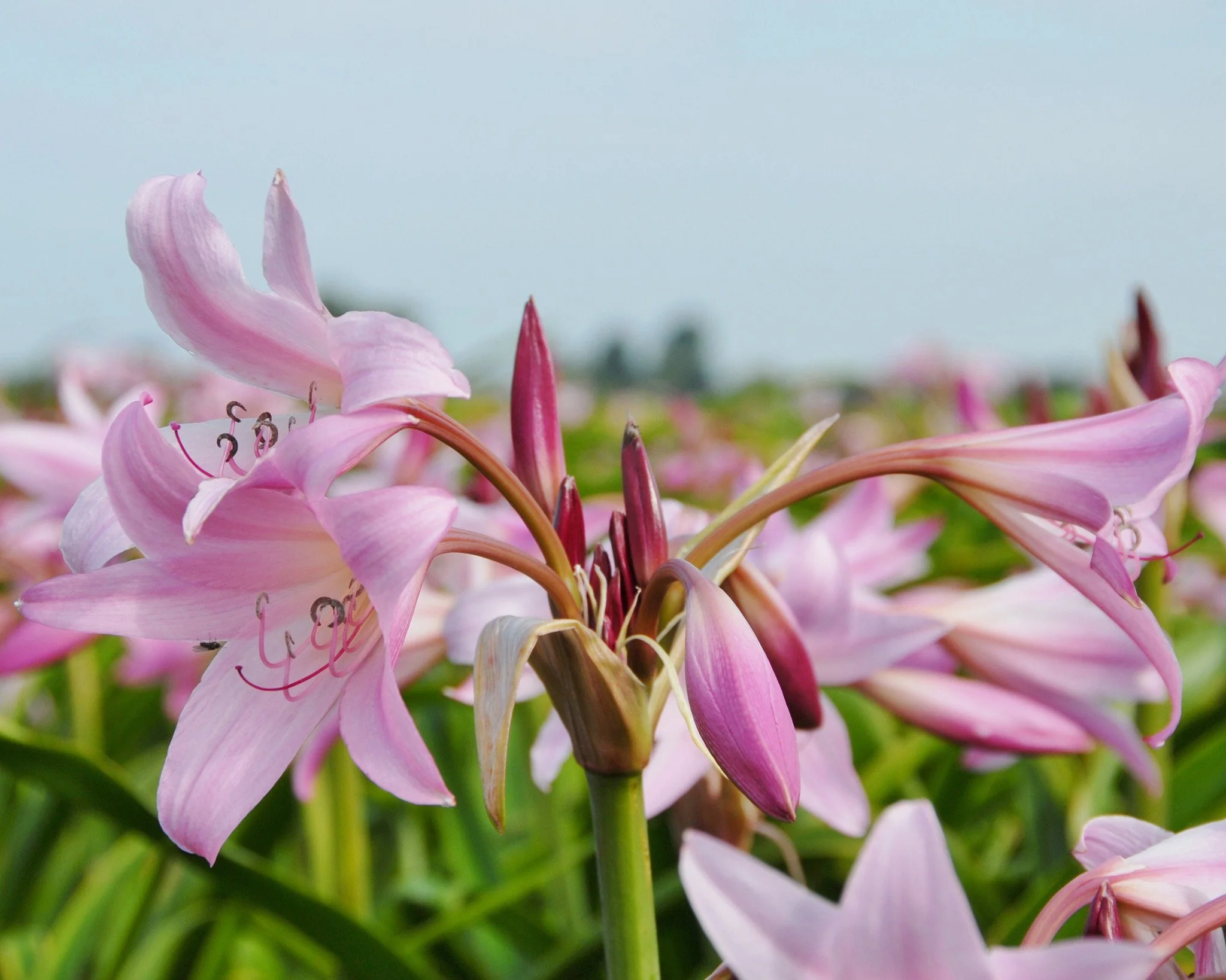 Crinum × powellii - Image 7