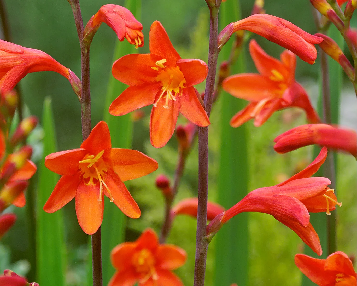 Crocosmia 'Fire King' - Image 2