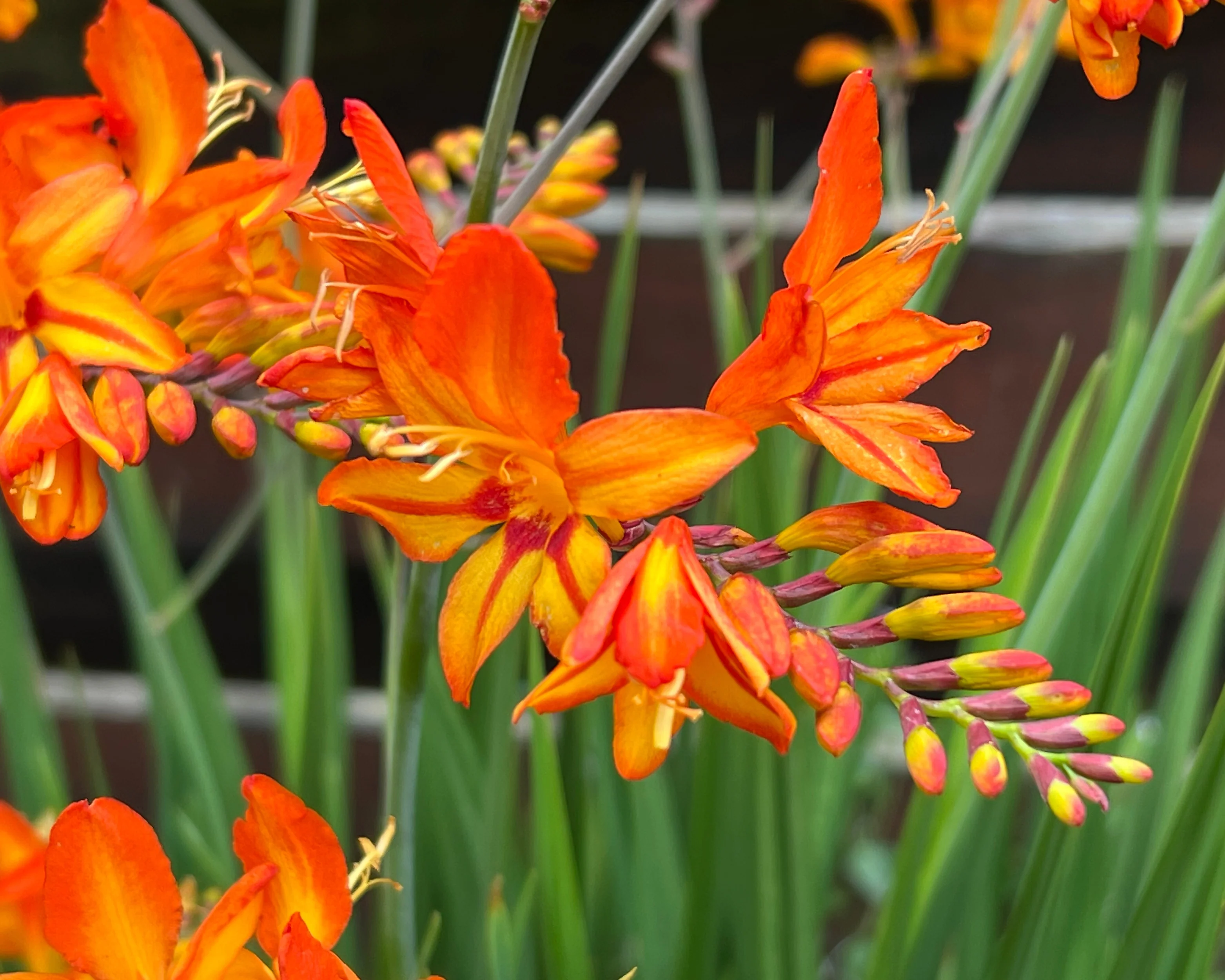 Crocosmia 'Firestarter' - Image 4