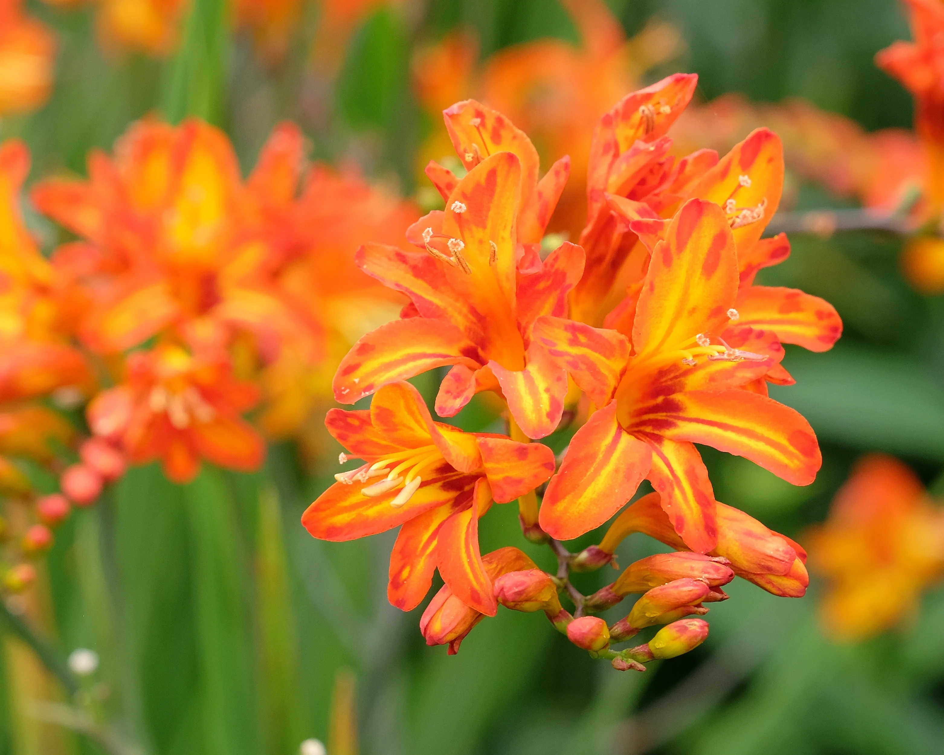 Crocosmia 'Firestarter' - Image 6