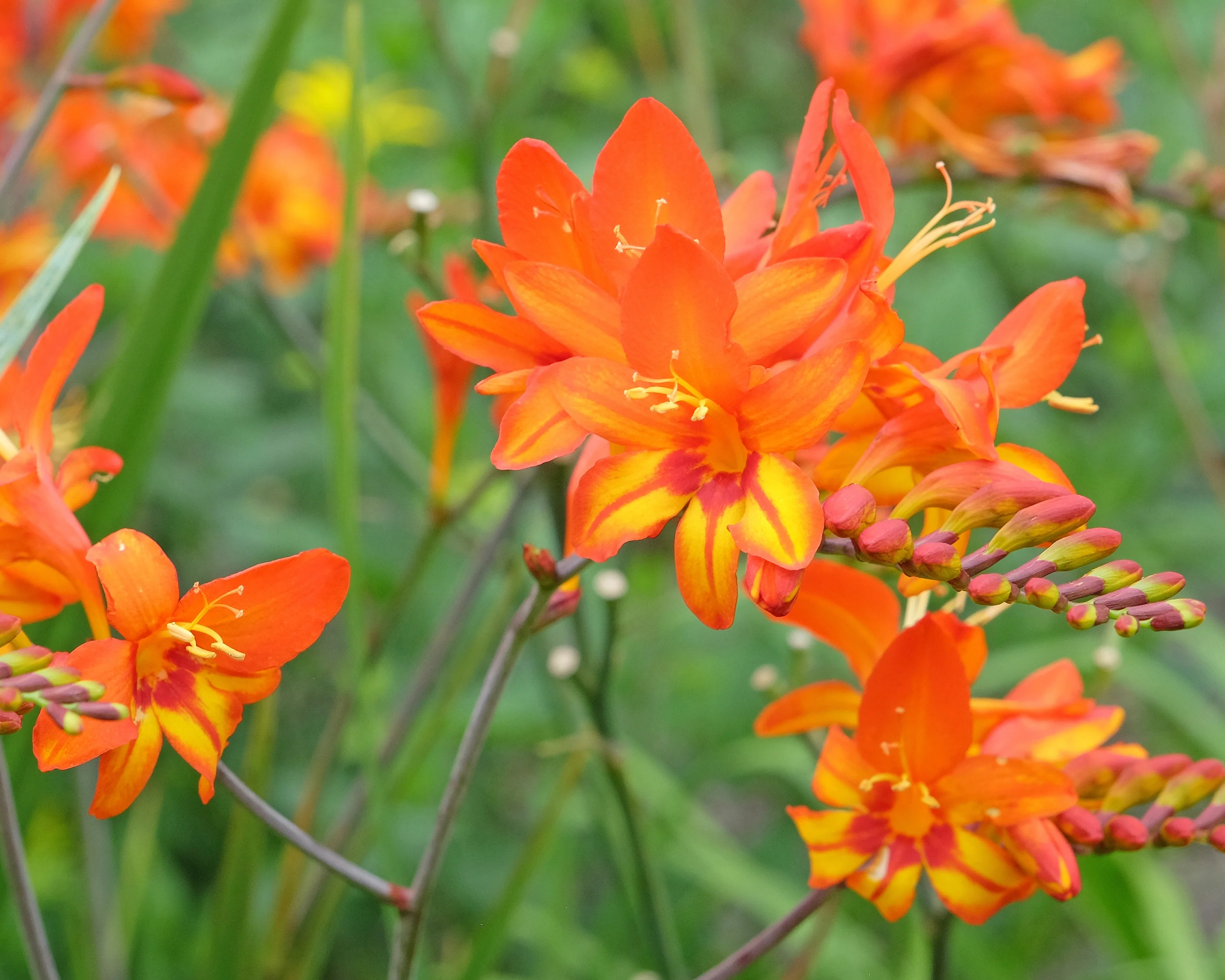 Crocosmia 'Firestarter' - Image 7